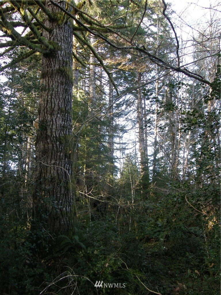 -2xx West Wishkah Road Aberdeen, WA 98520 - Photo 2 of 11 Gallery Image 2