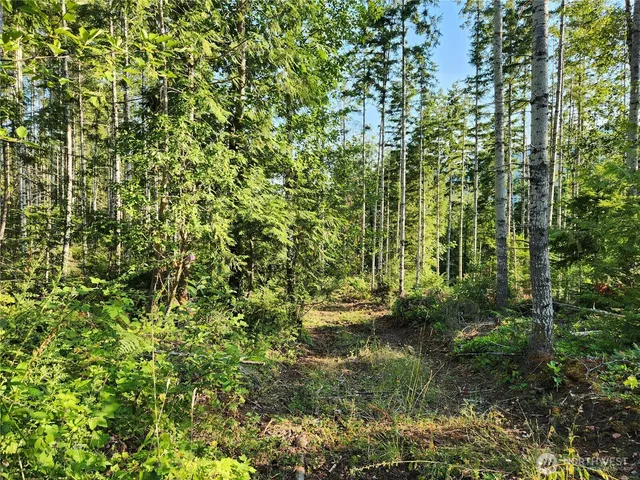 a view of a forest with a tree