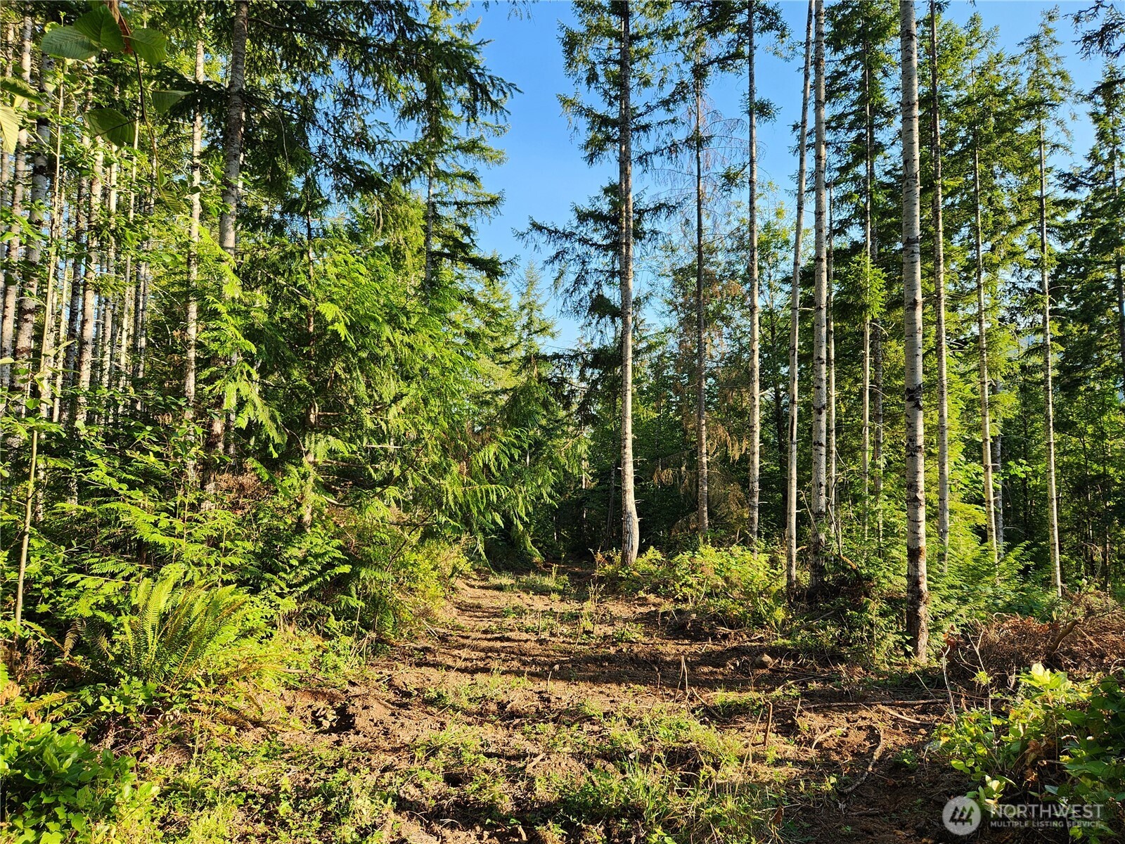 0 Rocky Brook Road, Unit LOT I Brinnon, WA 98320 - Photo 5 of 9 a view of a yard with plants and large trees
