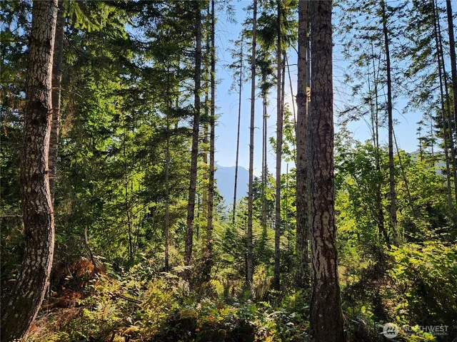 a close up of a plant