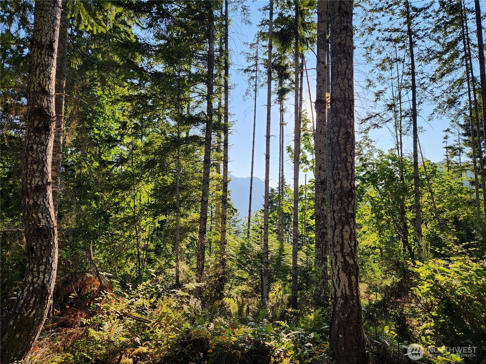 0 Rocky Brook Road, Unit LOT I Brinnon, WA 98320 - Photo 6 of 9 a close up of a plant