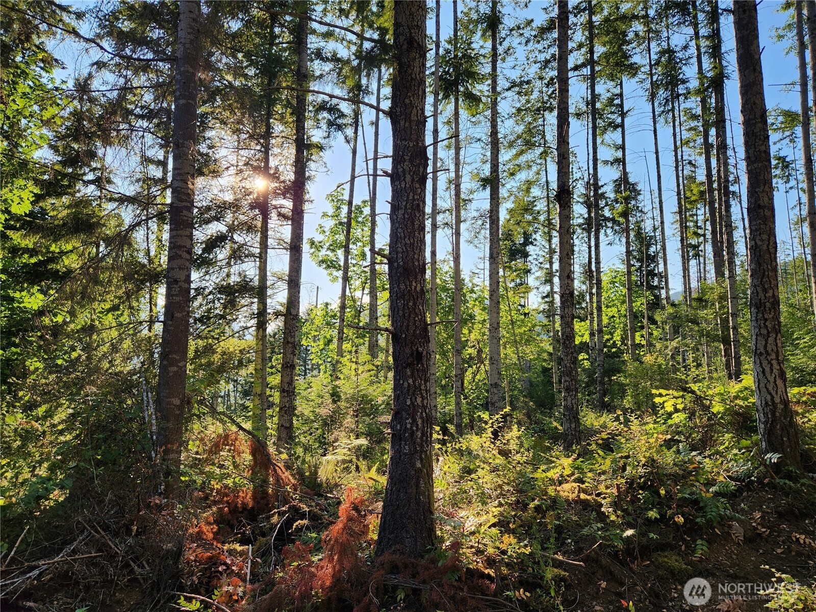 0 Rocky Brook Road, Unit LOT I Brinnon, WA 98320 - Photo 8 of 9 a close up of a tree