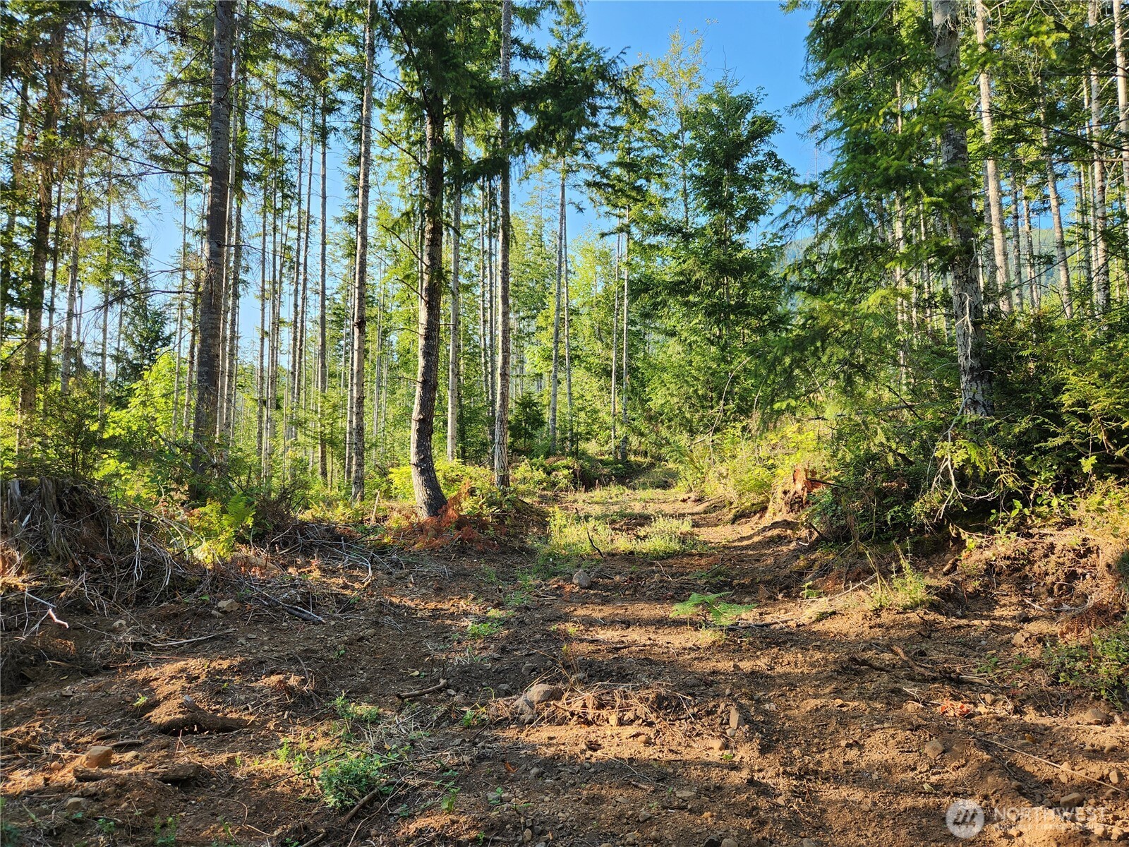 0 Rocky Brook Road, Unit LOT I Brinnon, WA 98320 - Photo 9 of 9 a view of forest