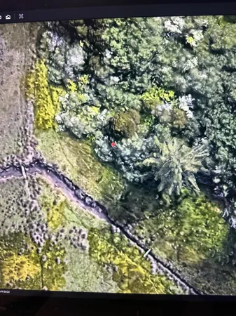 a view of plant from a tree