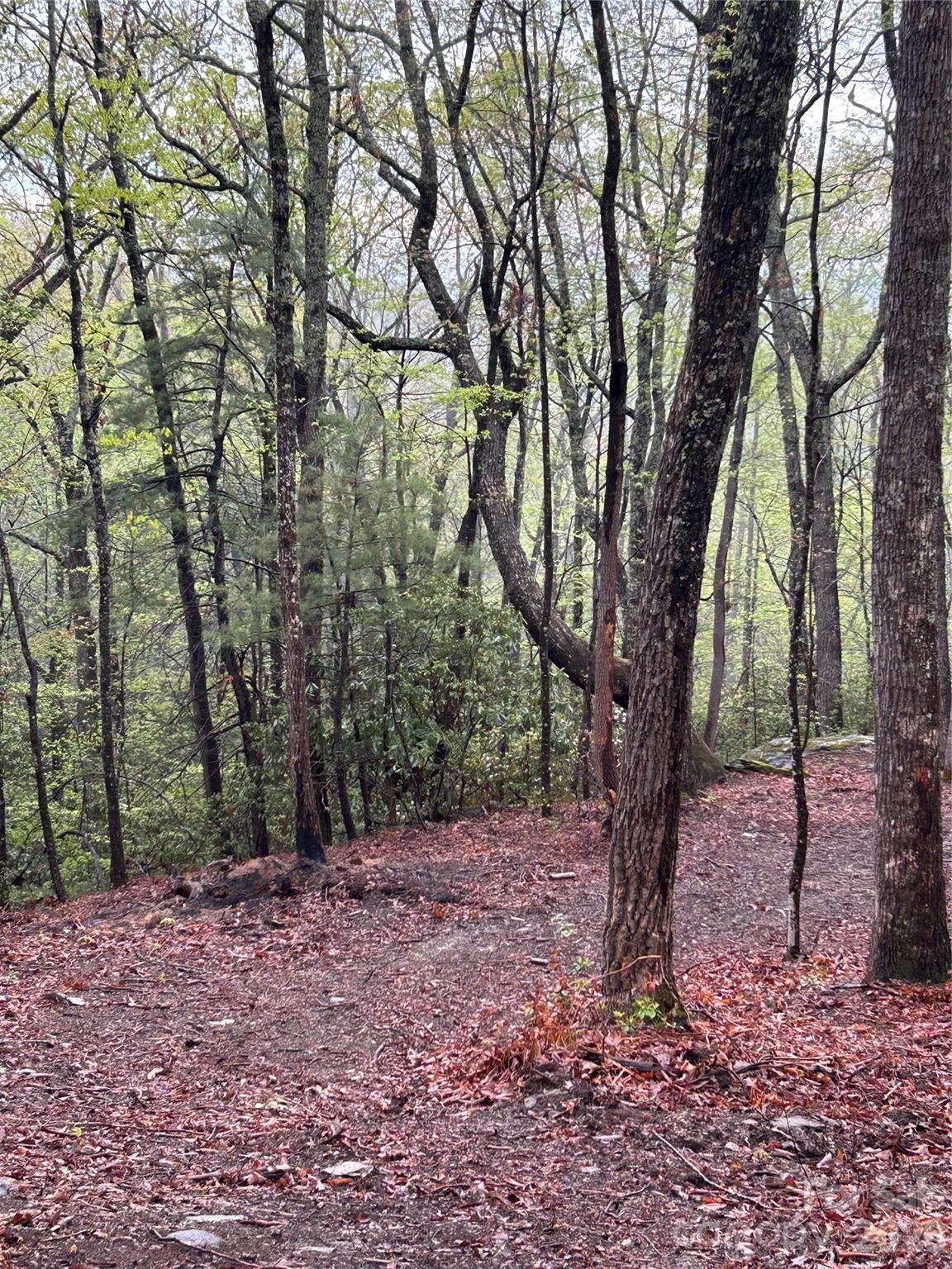 0 John Delk Road, Unit 3 Hendersonville, NC 28792 - Photo 8 of 25 a view of a forest