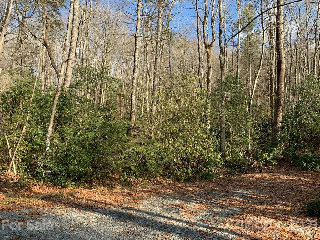 C Hunter's Ridge, Unit PARCEL C Brevard, NC 28712 - Photo 13 of 13 a view of a yard with plants and a bench under large trees