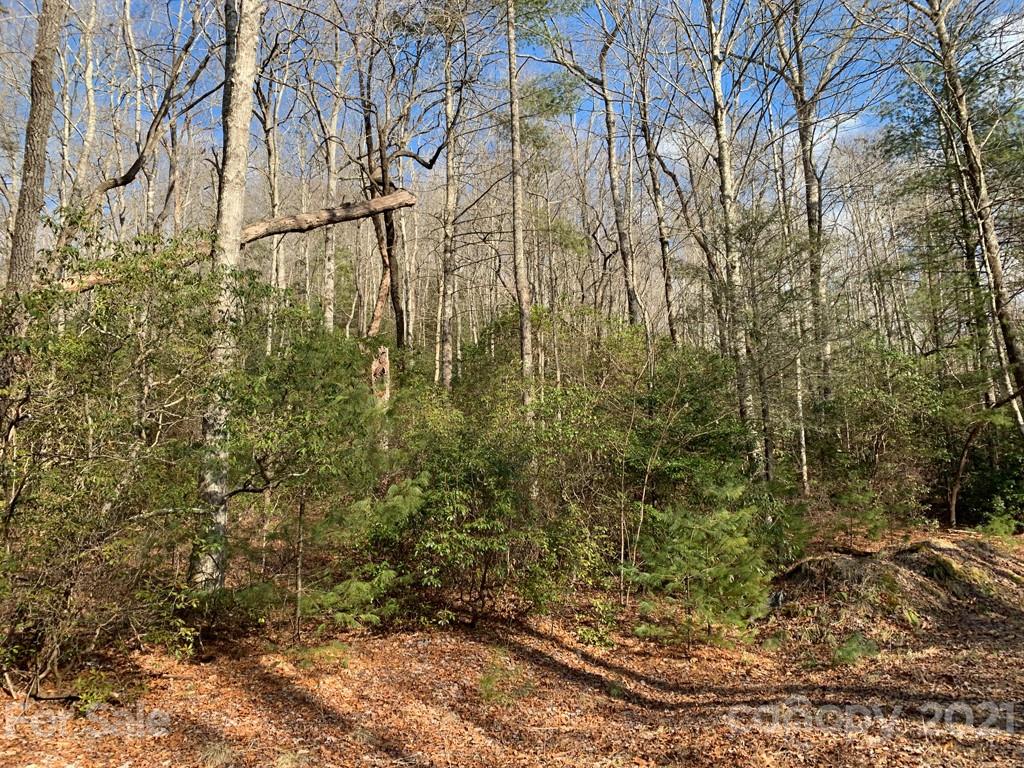 C Hunter's Ridge, Unit PARCEL C Brevard, NC 28712 - Photo 6 of 13 a view of a yard with large trees