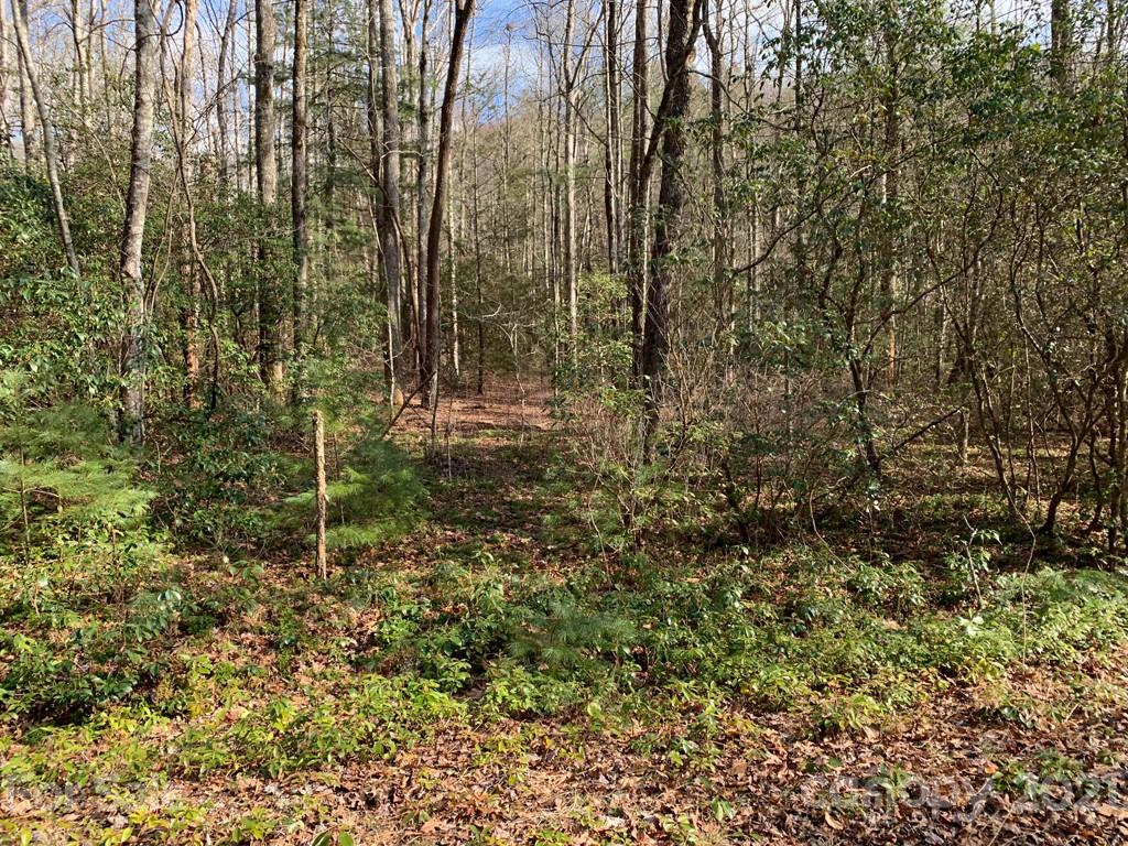 C Hunter's Ridge, Unit PARCEL C Brevard, NC 28712 - Photo 9 of 13 a view of a forest with a tree