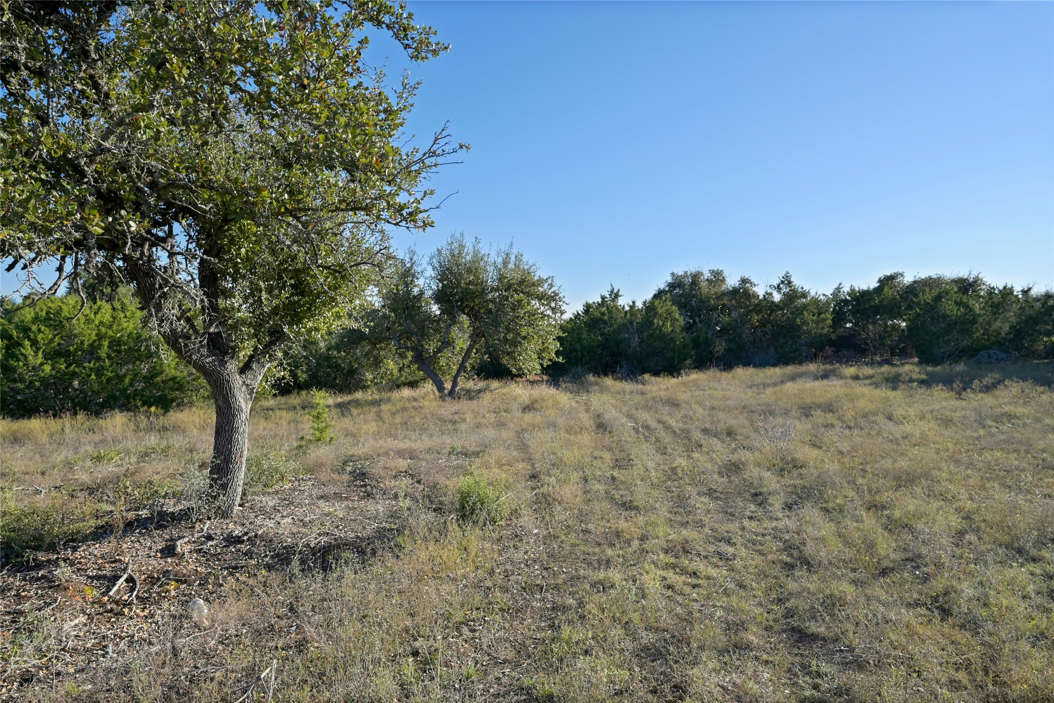 5905 Madrone Tree Lane Austin, TX 78738 - Photo 6 of 25 a view of a yard with a tree