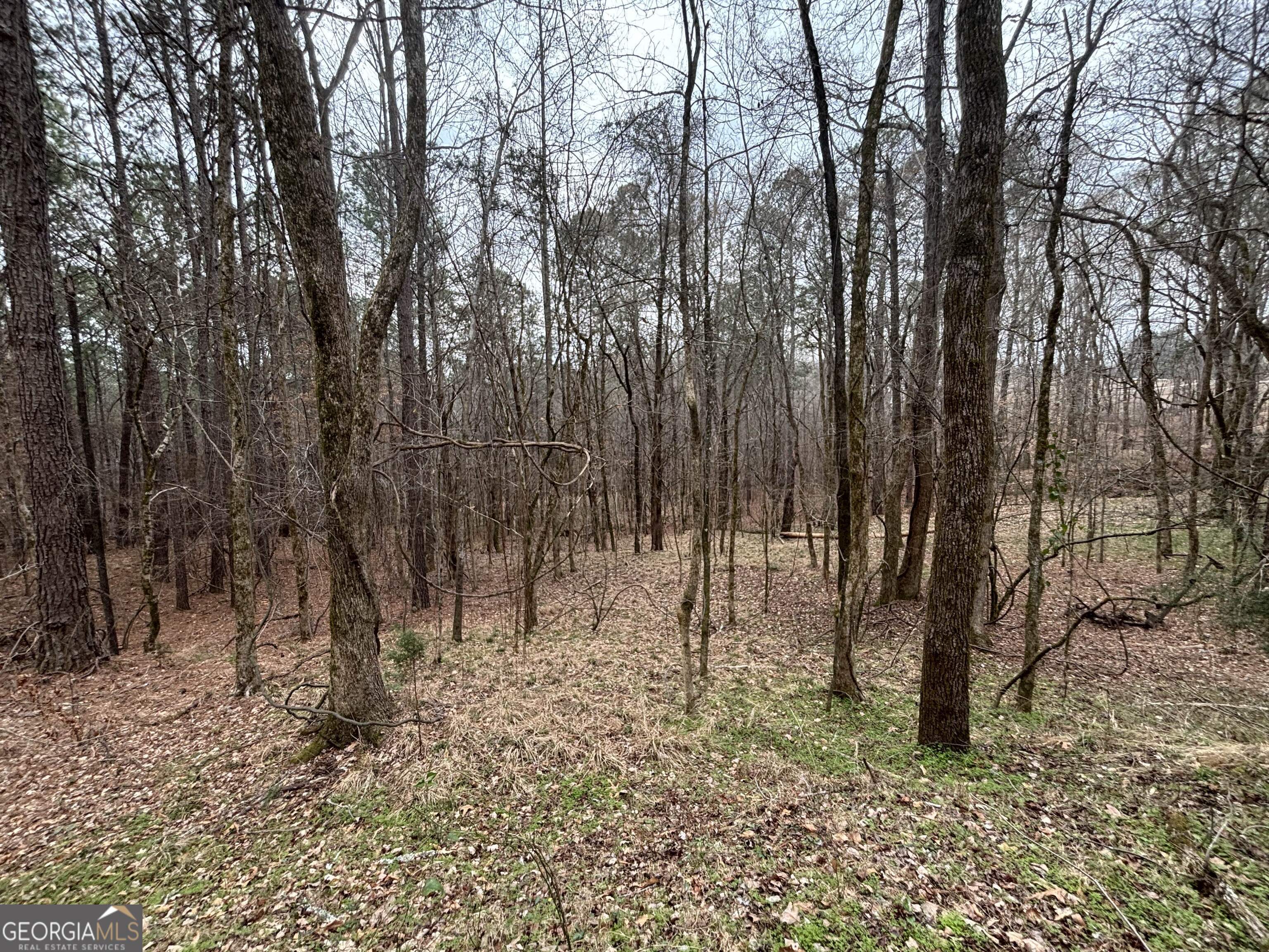 a view of outdoor space with lots of trees