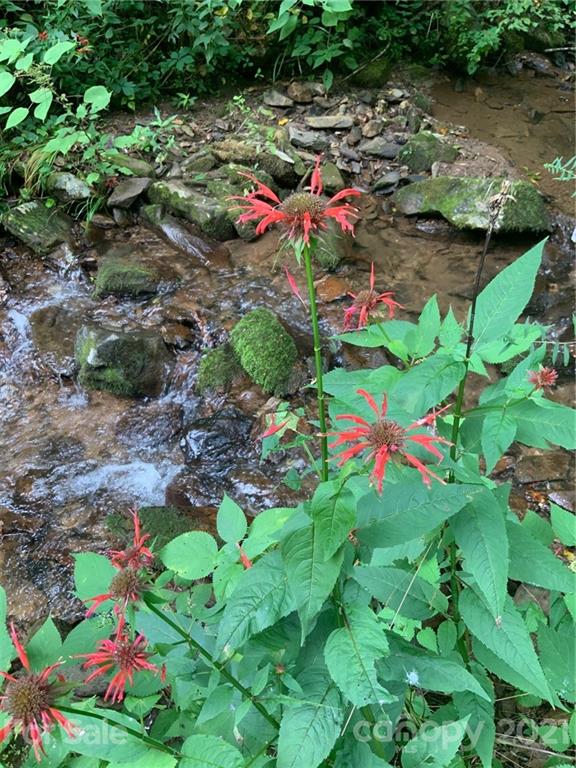 0 Wilkins Creek Road Clyde, NC 28721 - Photo 22 of 26 a view of a flower