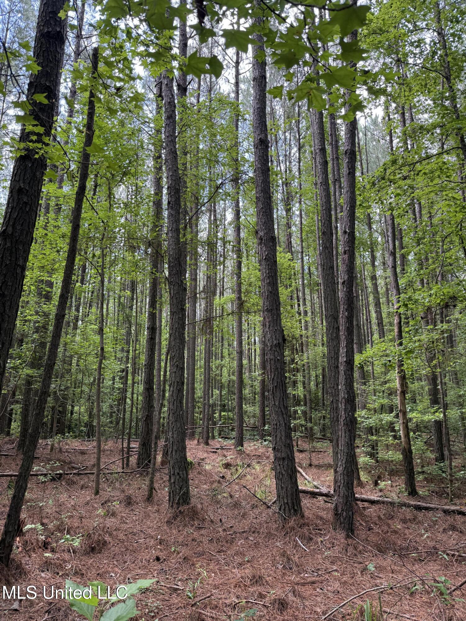 5204 County Road Ethel, MS 39067 - Photo 20 of 37 IMG_5549