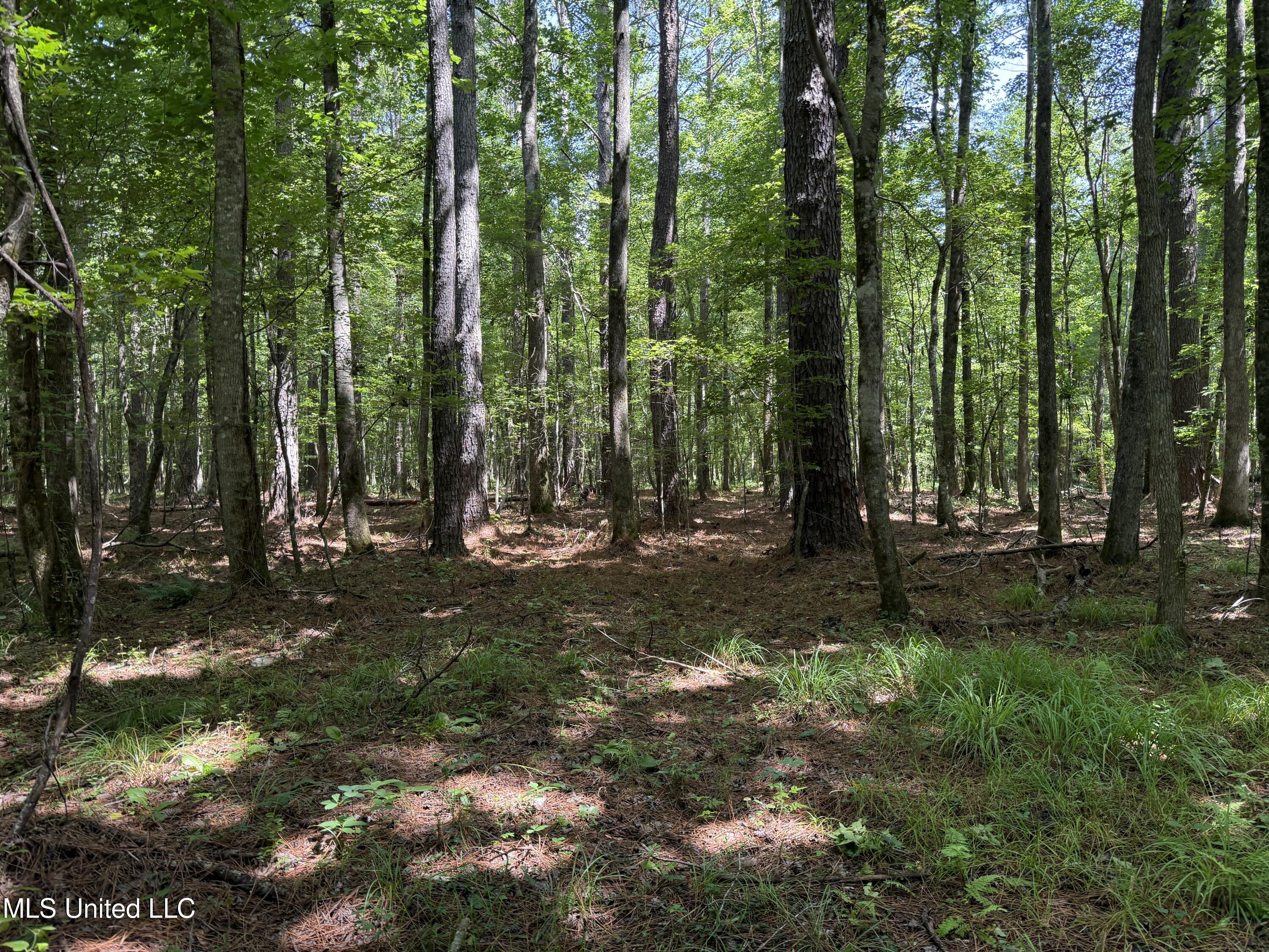 5204 County Road Ethel, MS 39067 - Photo 22 of 37 IMG_5556