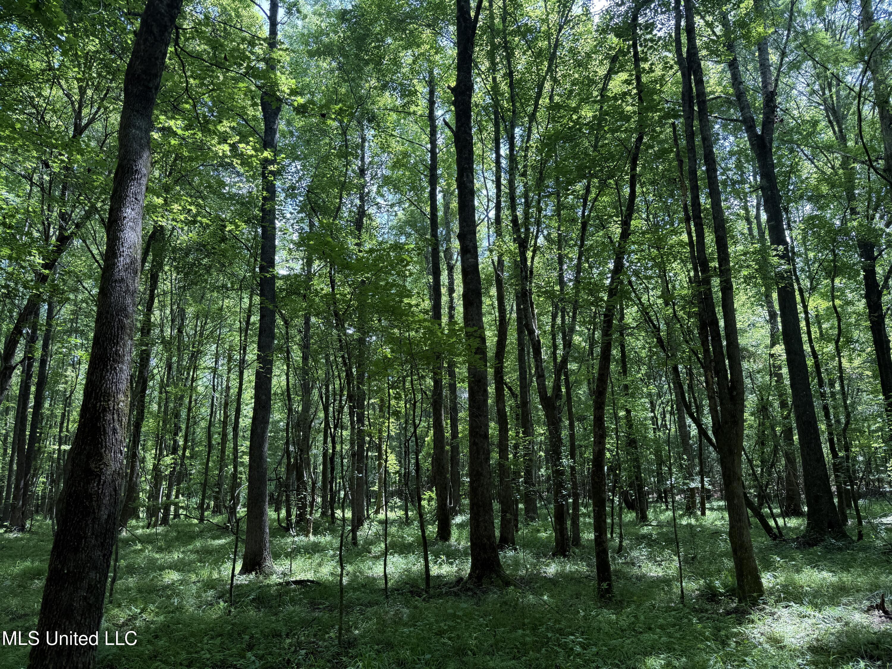 5204 County Road Ethel, MS 39067 - Photo 23 of 37 IMG_5558