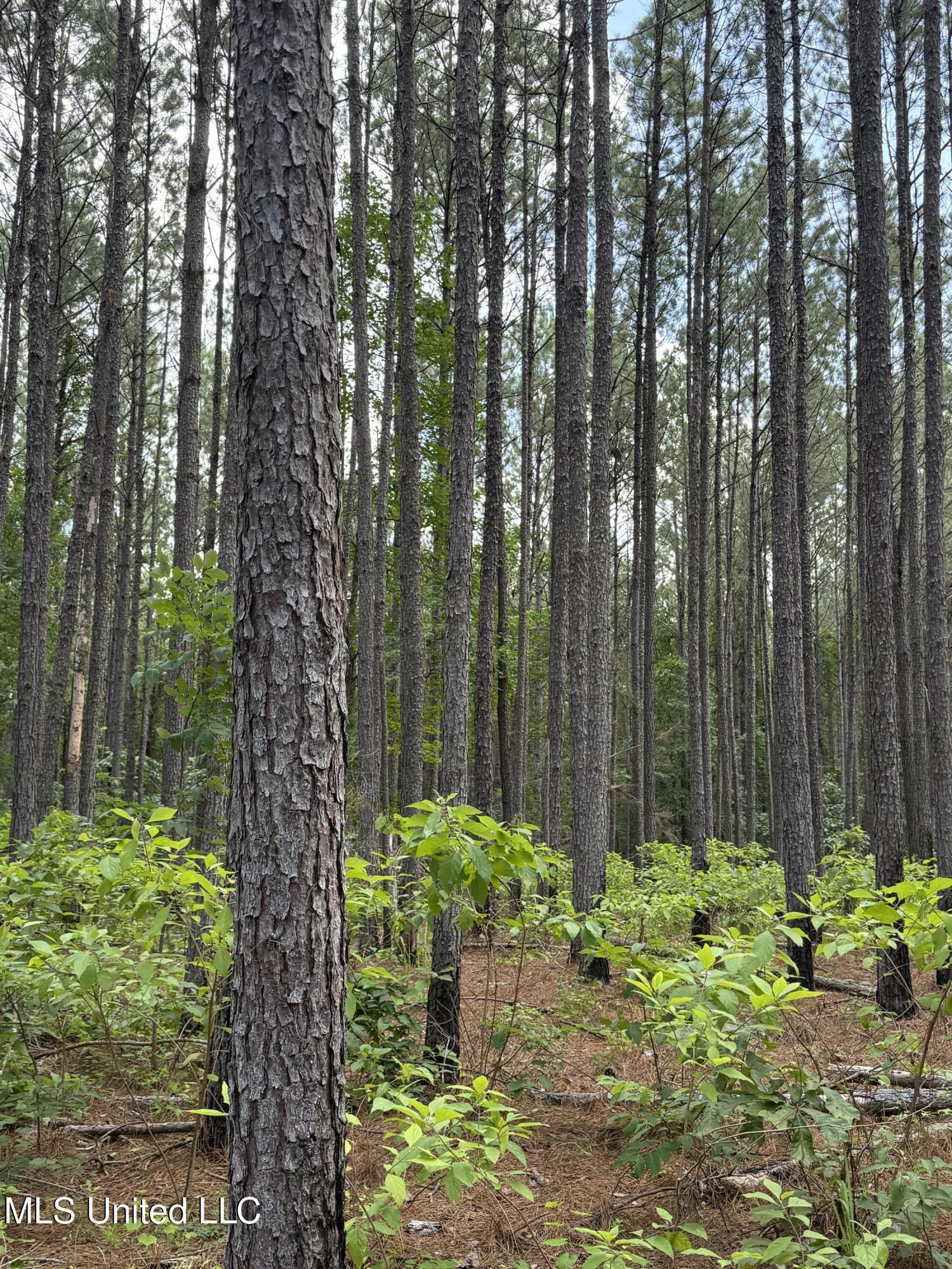 5204 County Road Ethel, MS 39067 - Photo 25 of 37 IMG_5563