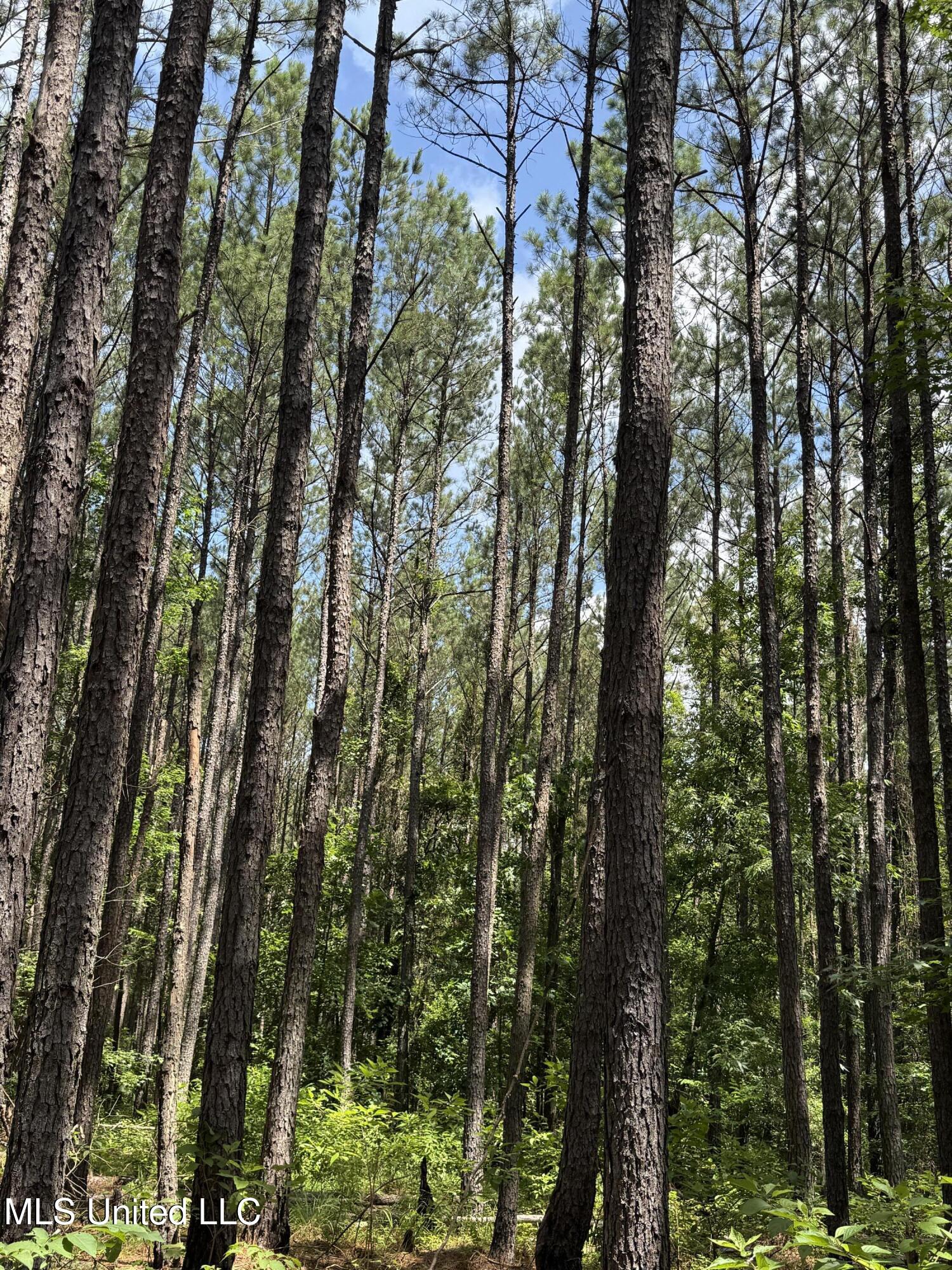 5204 County Road Ethel, MS 39067 - Photo 26 of 37 IMG_5564