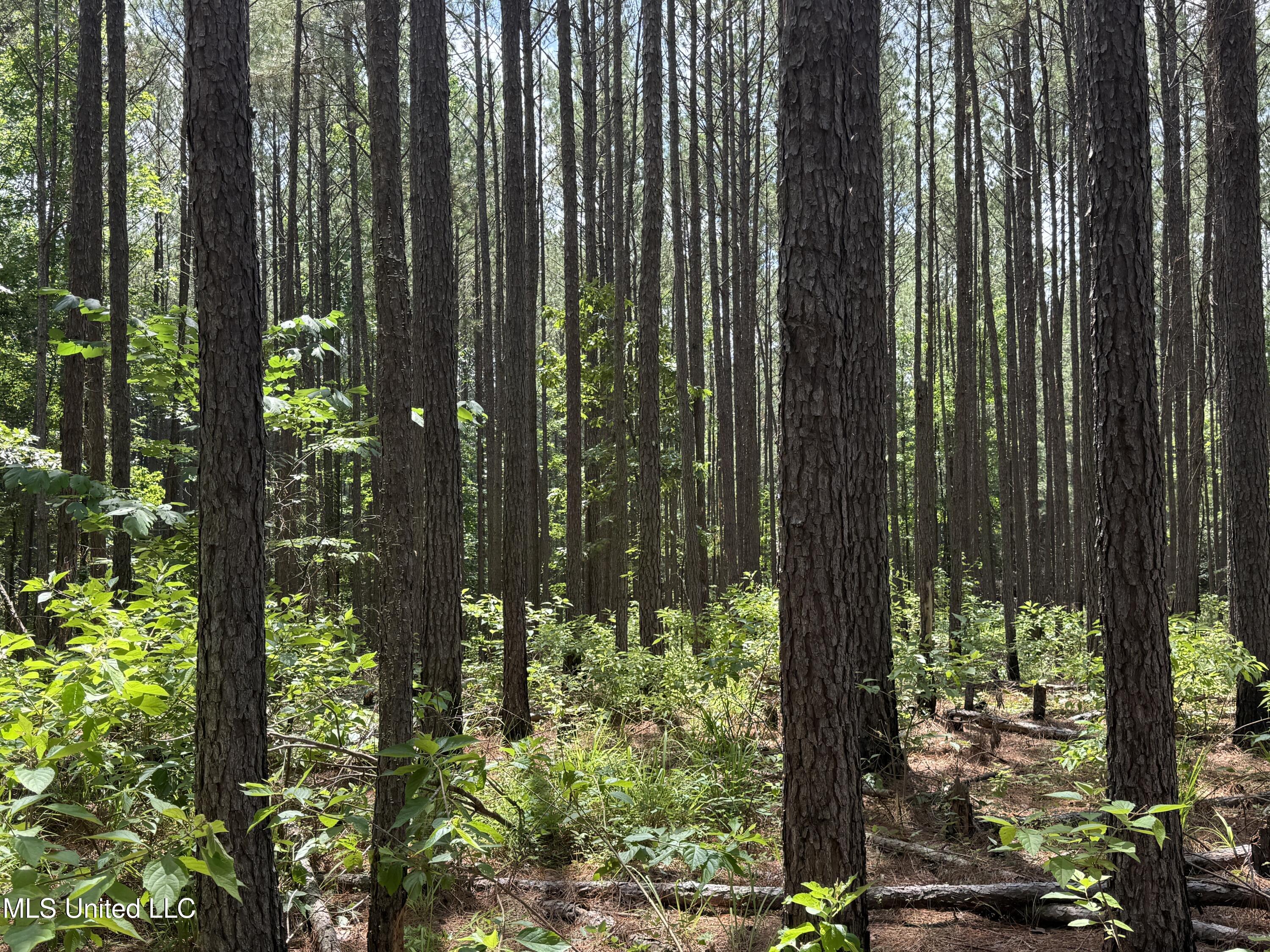 5204 County Road Ethel, MS 39067 - Photo 27 of 37 IMG_5565