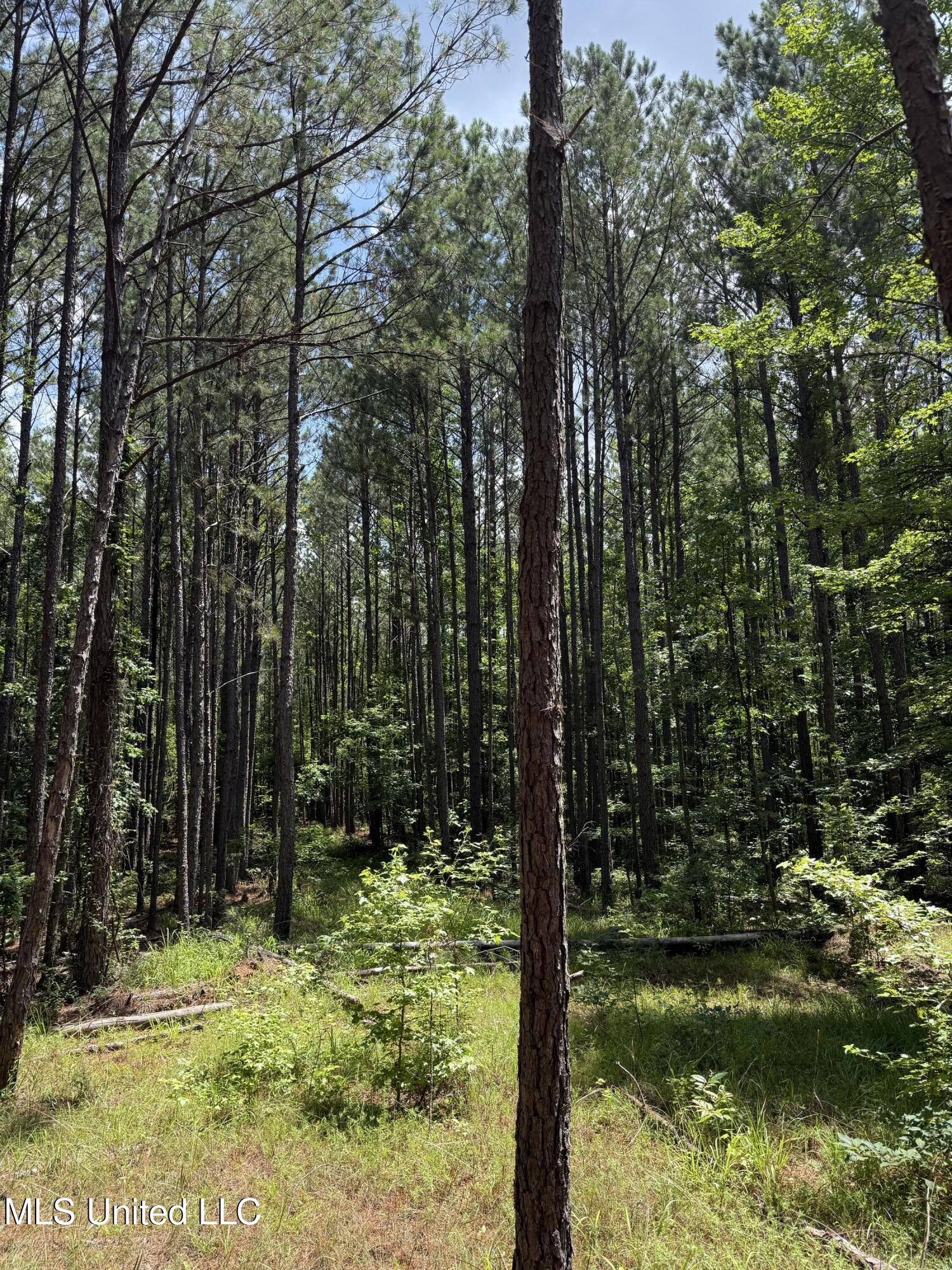 5204 County Road Ethel, MS 39067 - Photo 28 of 37 IMG_5566