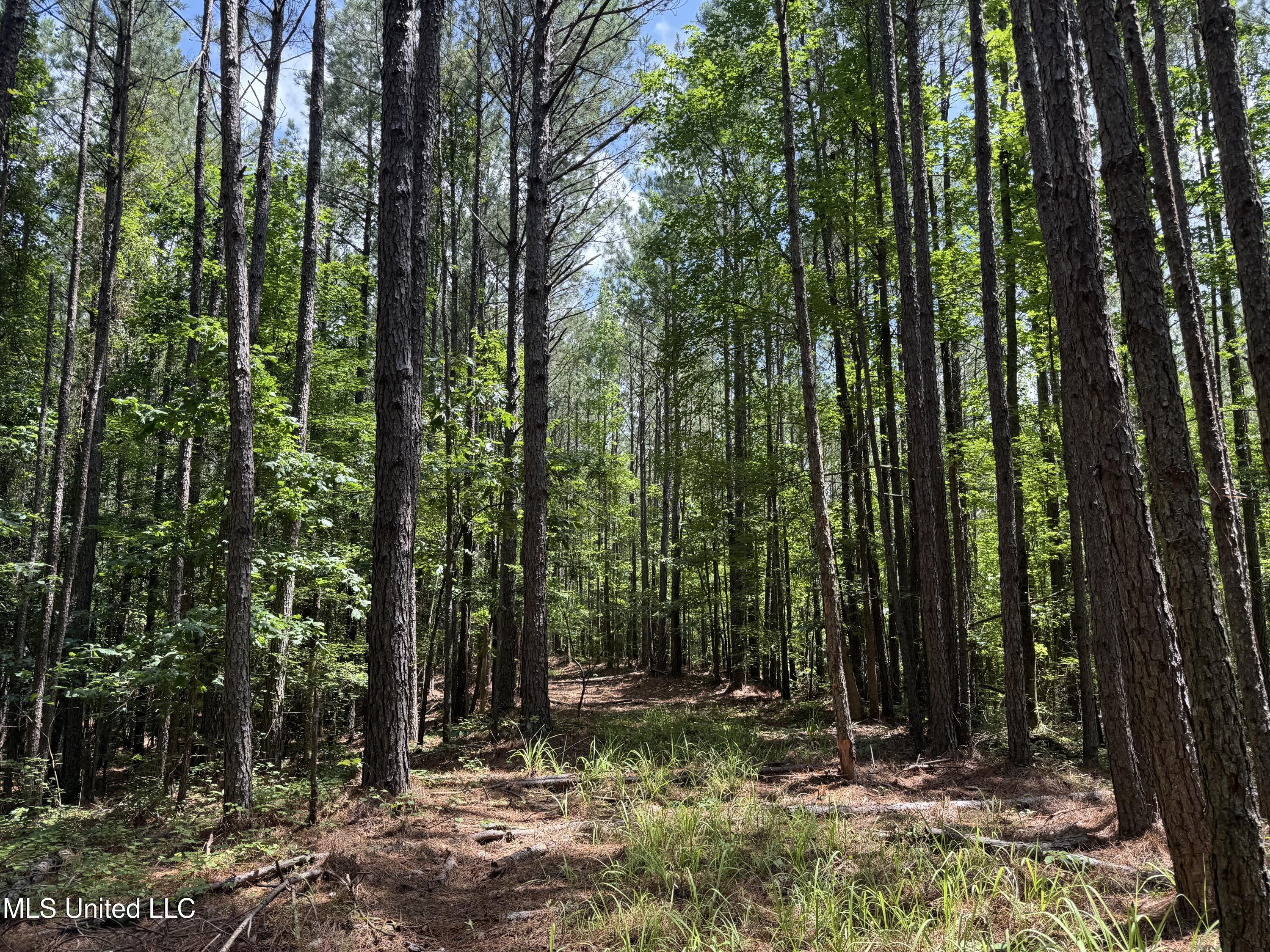 5204 County Road Ethel, MS 39067 - Photo 29 of 37 IMG_5567