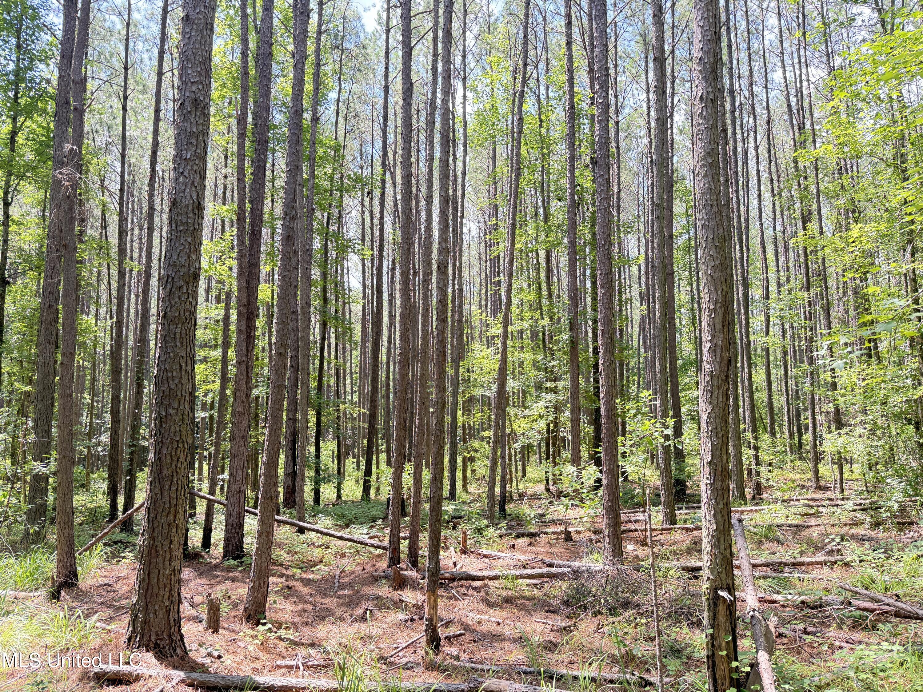 5204 County Road Ethel, MS 39067 - Photo 32 of 37 IMG_5570