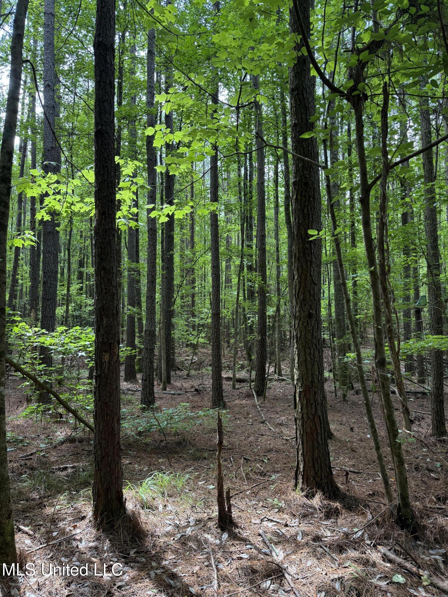 5204 County Road Ethel, MS 39067 - Photo 5 of 37 5