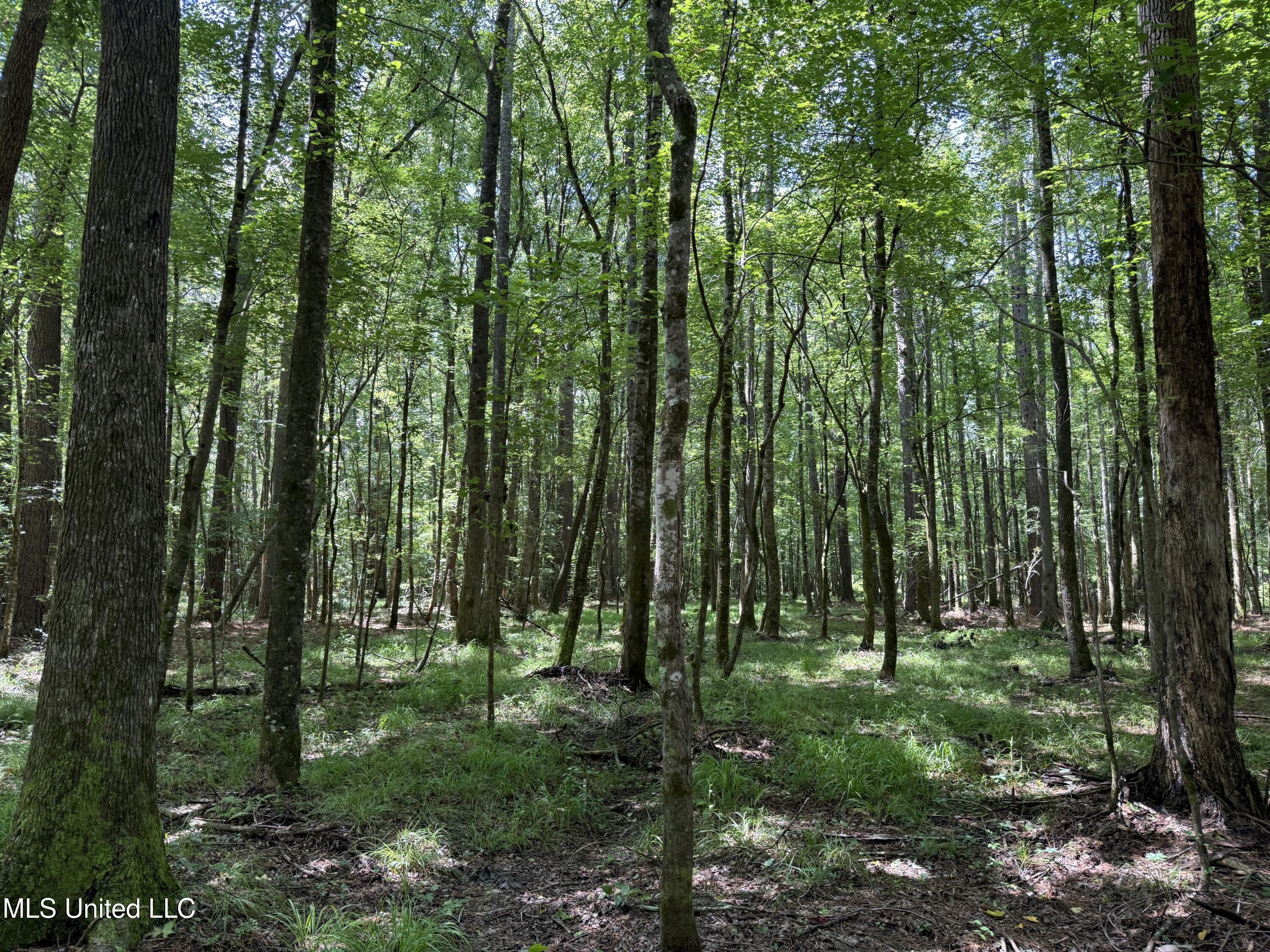 5204 County Road Ethel, MS 39067 - Photo 6 of 37 6