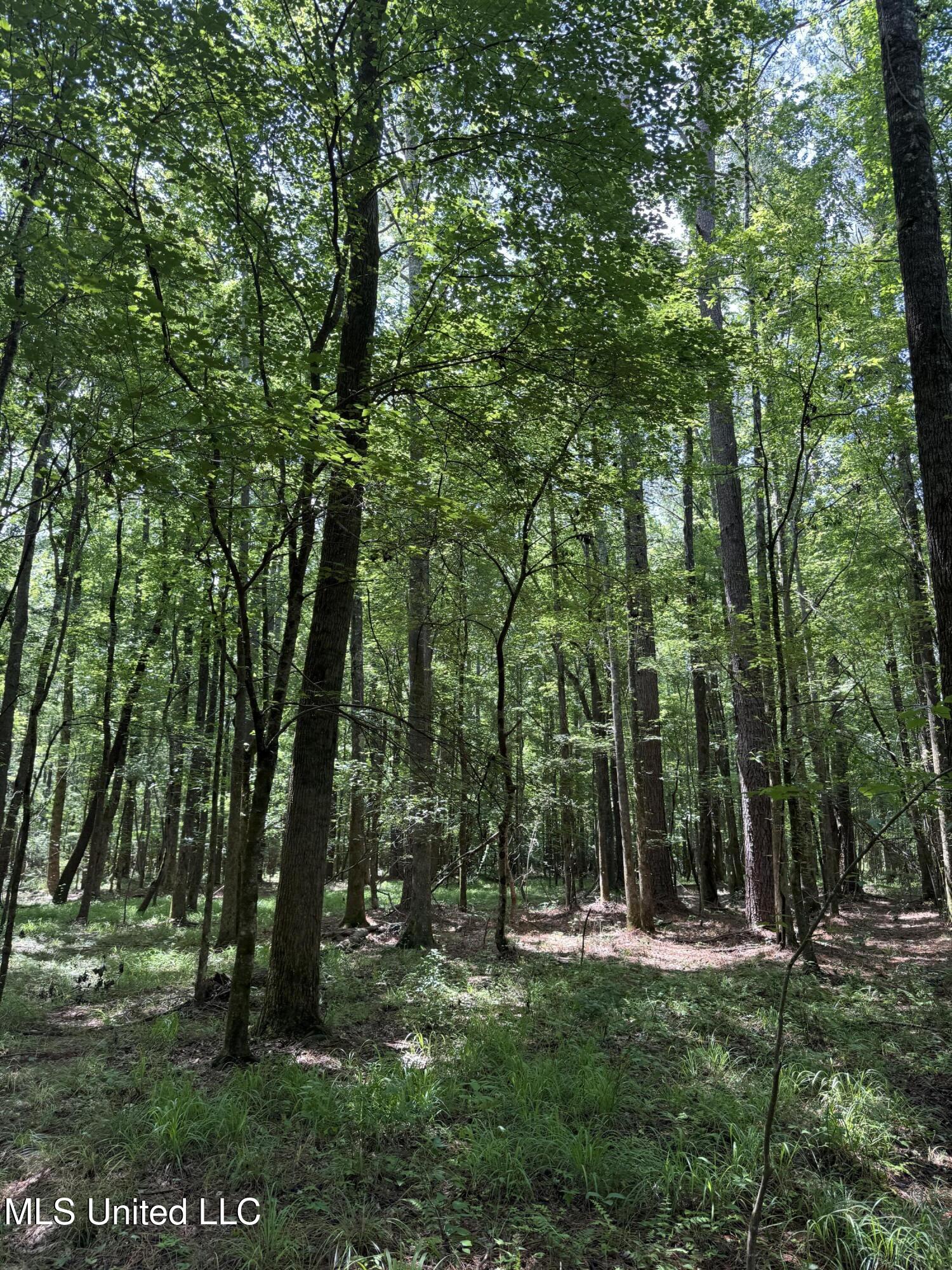 5204 County Road Ethel, MS 39067 - Photo 7 of 37 7