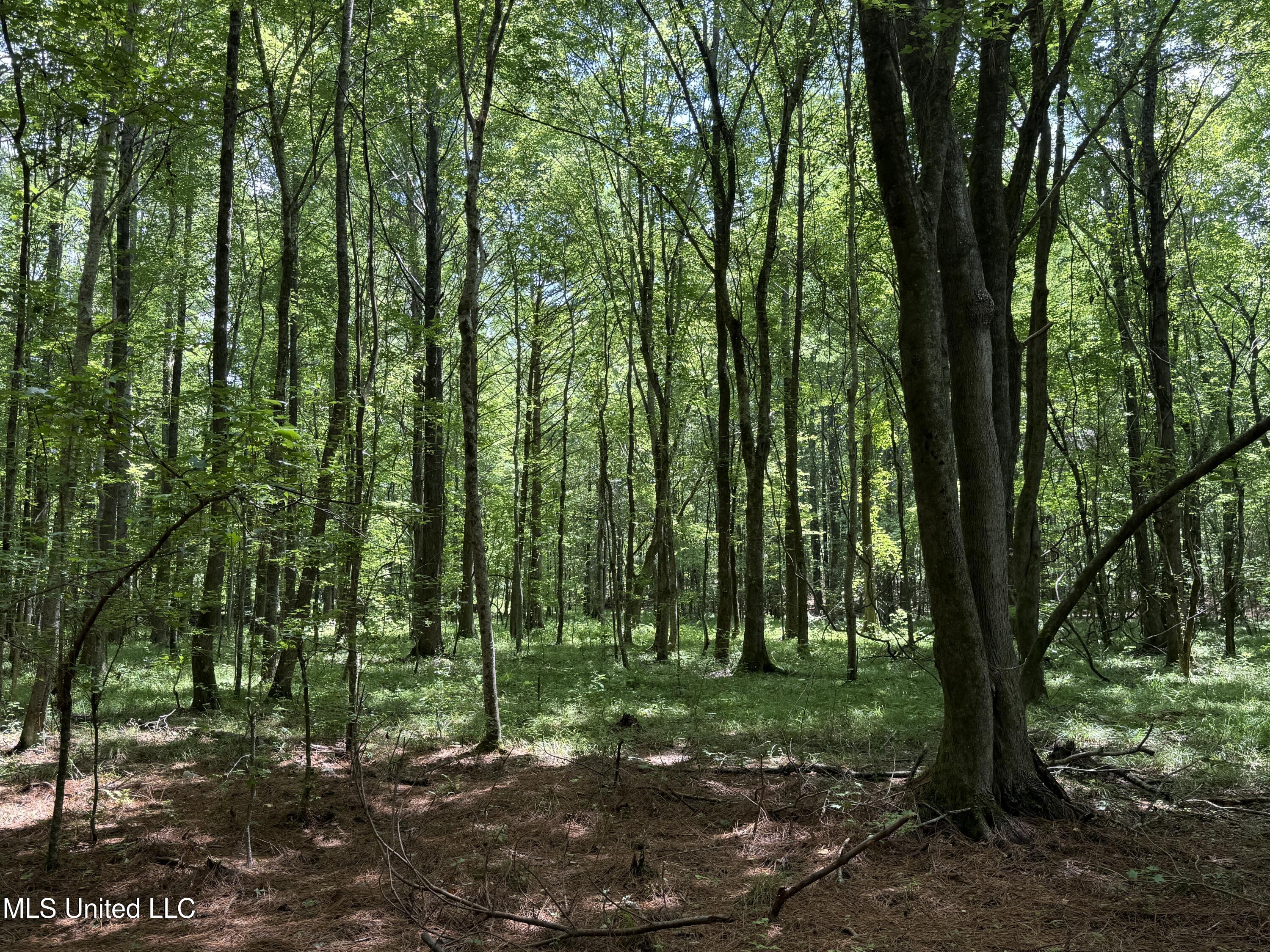 5204 County Road Ethel, MS 39067 - Photo 8 of 37 8