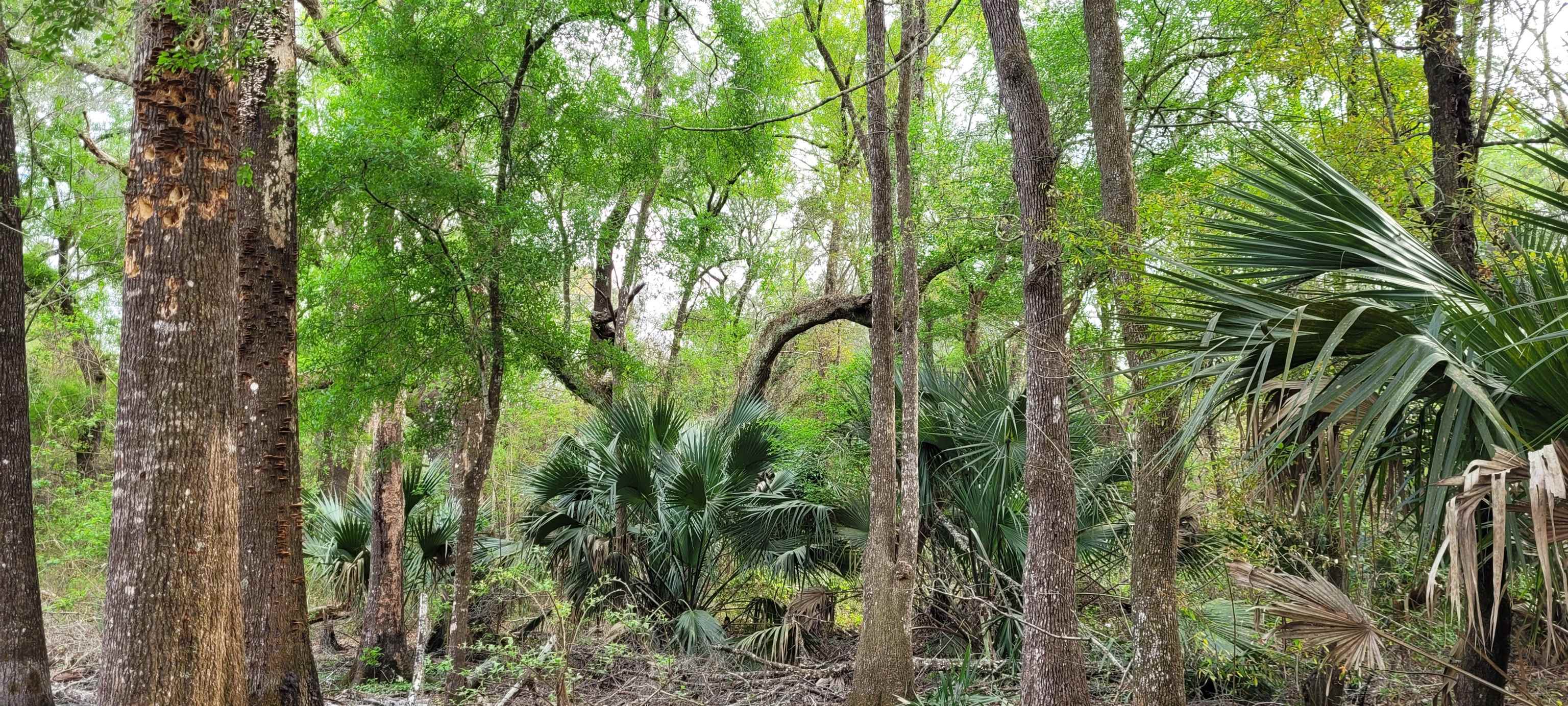 0 Leon Ward Road Perry, FL 32347 - Photo 3 of 4
