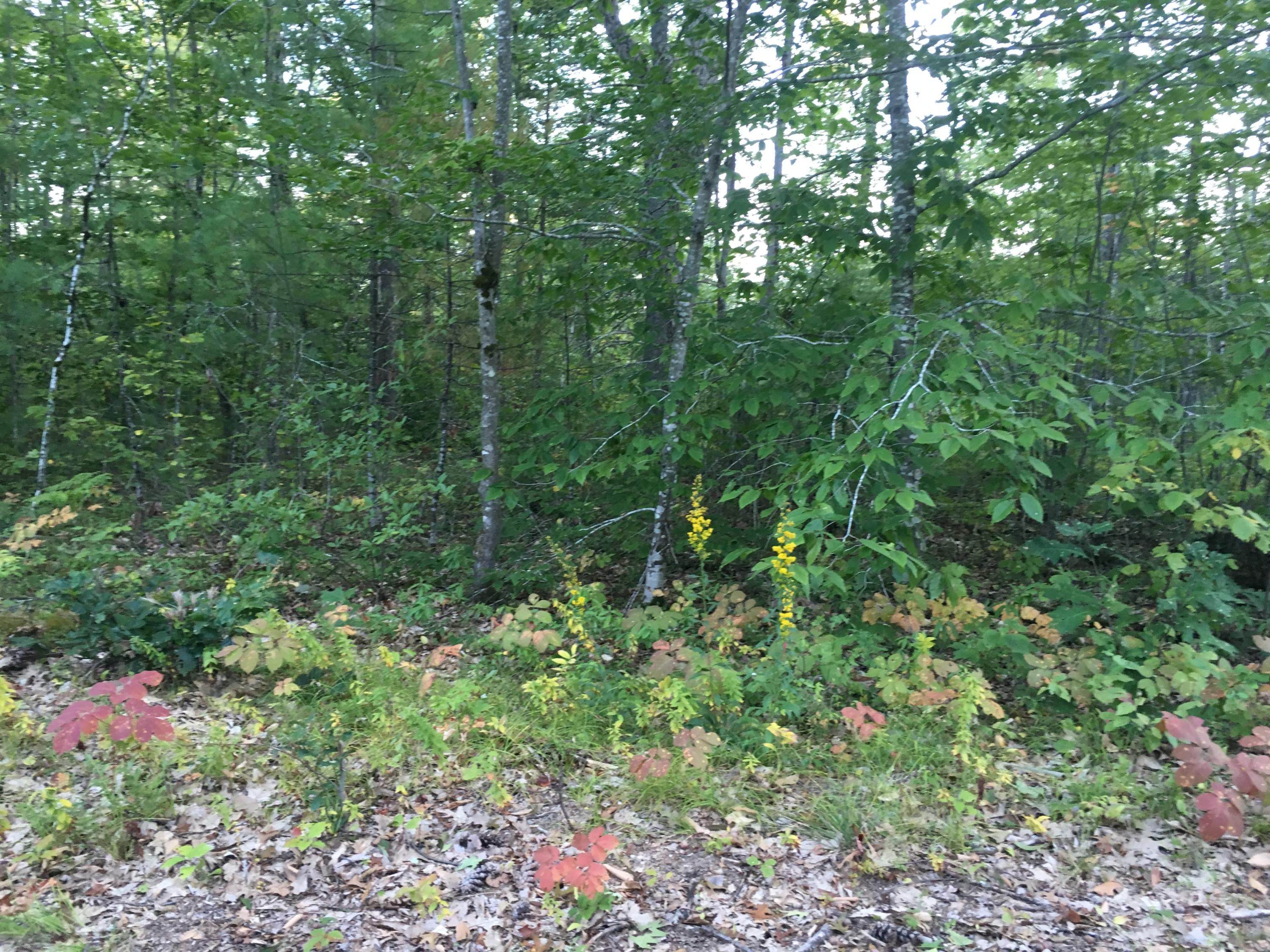 32-acres Sand Pond Road East Baldwin, ME 04024 - Photo 1 of 11 A2FF82CC-6452-4BBF-BF0B-E87D3849F0E6