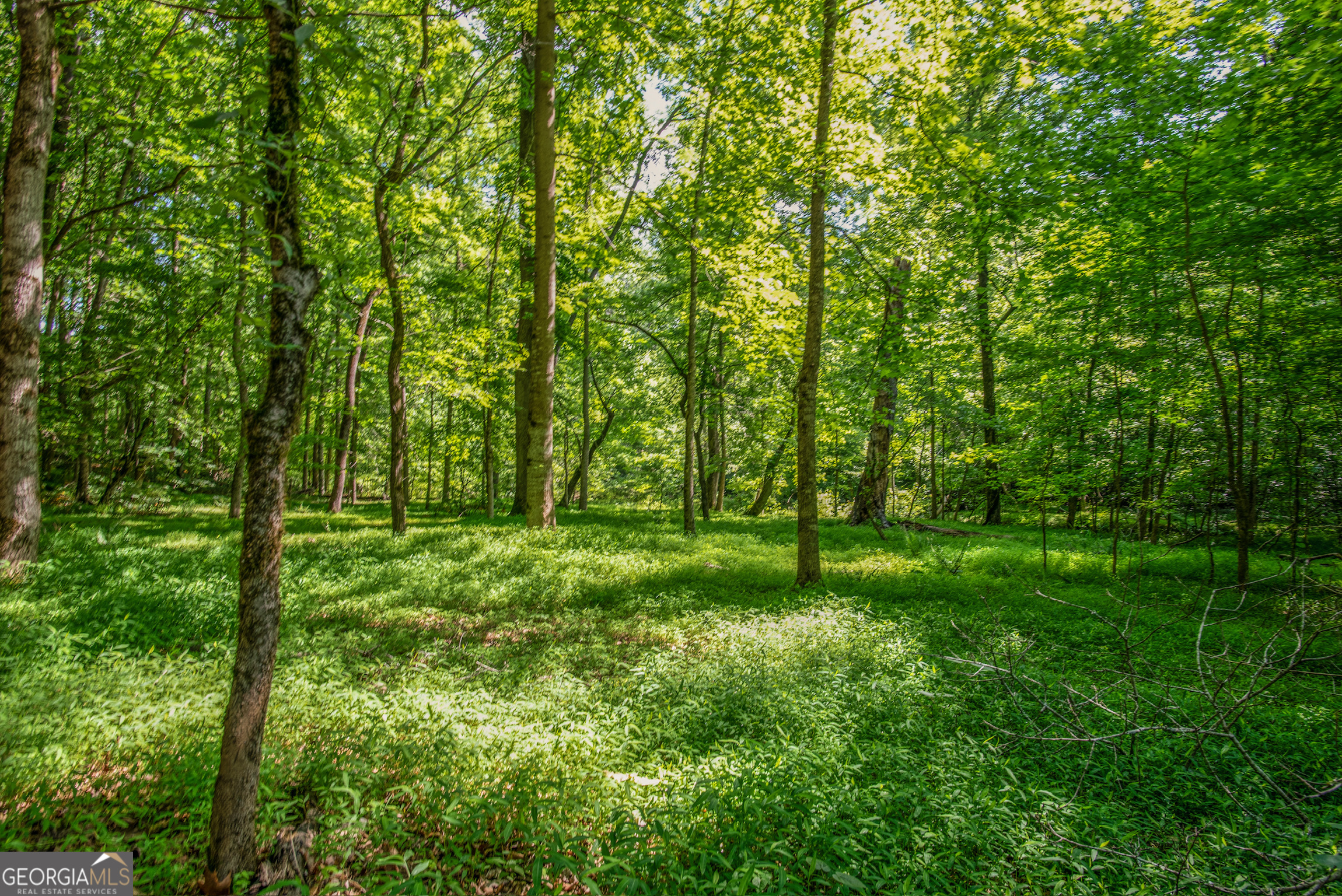 2720 Doster Road Madison, GA 30650 - Photo 48 of 60 a view of lush green forest