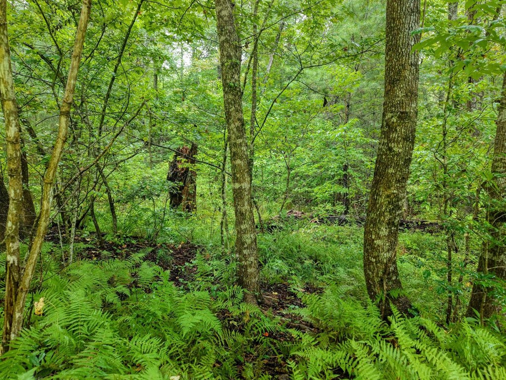 580 Emmaus Road Epworth, GA 30541 - Photo 27 of 33 a view of a lush green forest