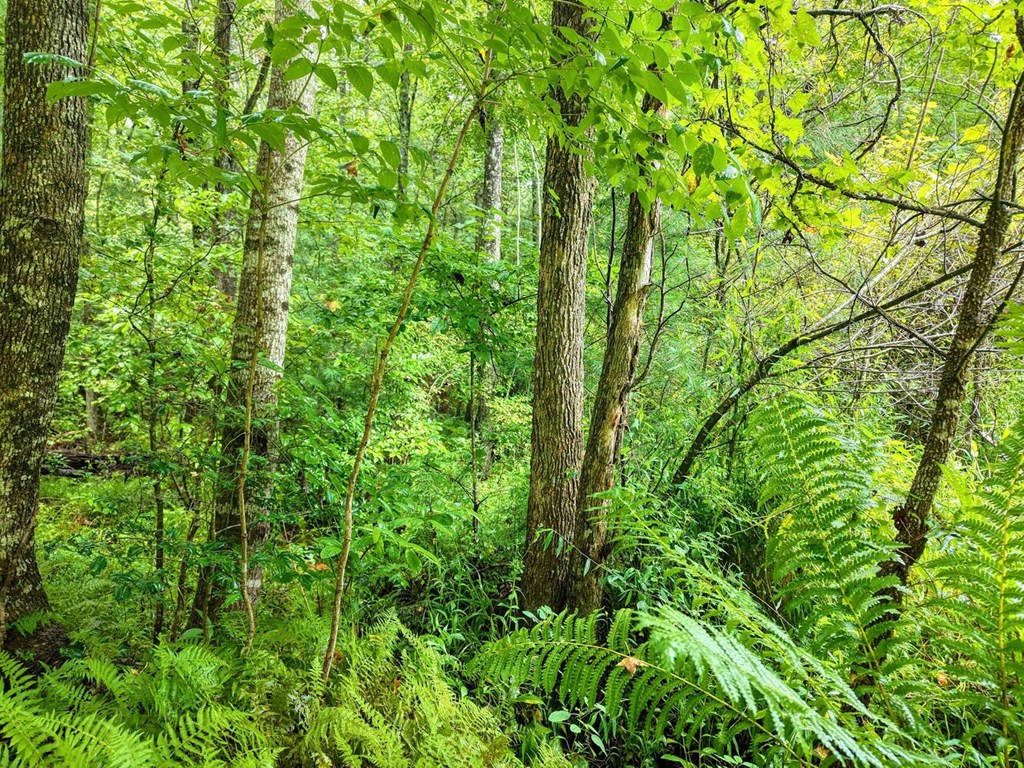 580 Emmaus Road Epworth, GA 30541 - Photo 28 of 33 a view of a lush green forest