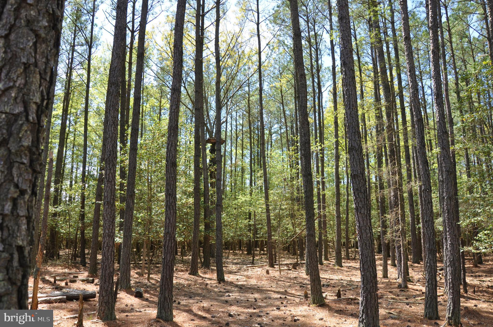 2432 Andrews Road Crapo, MD 21626 - Photo 22 of 60 Deer stands and feeders on property