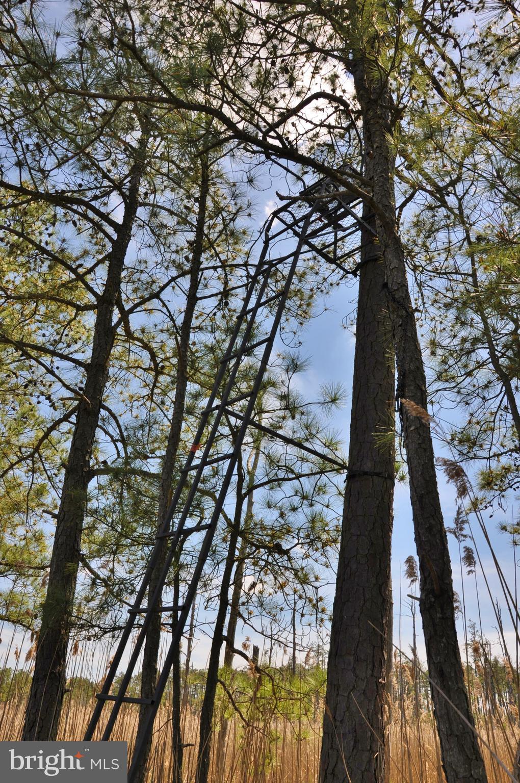 2432 Andrews Road Crapo, MD 21626 - Photo 25 of 60 Tree stand