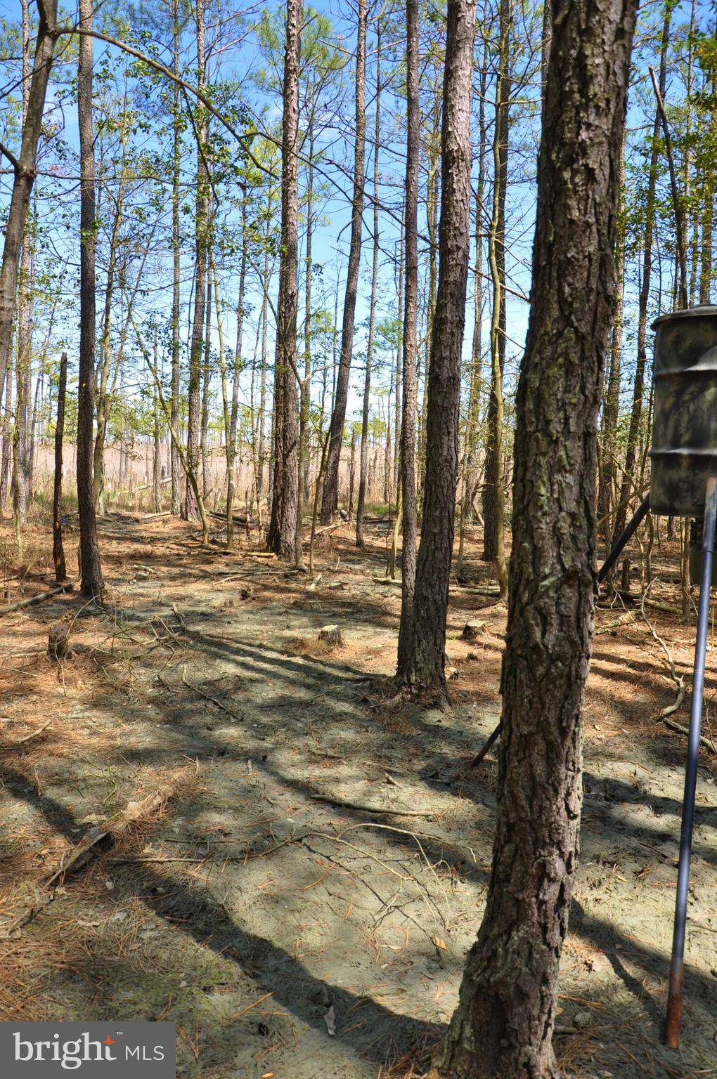 2432 Andrews Road Crapo, MD 21626 - Photo 28 of 60 Feeder