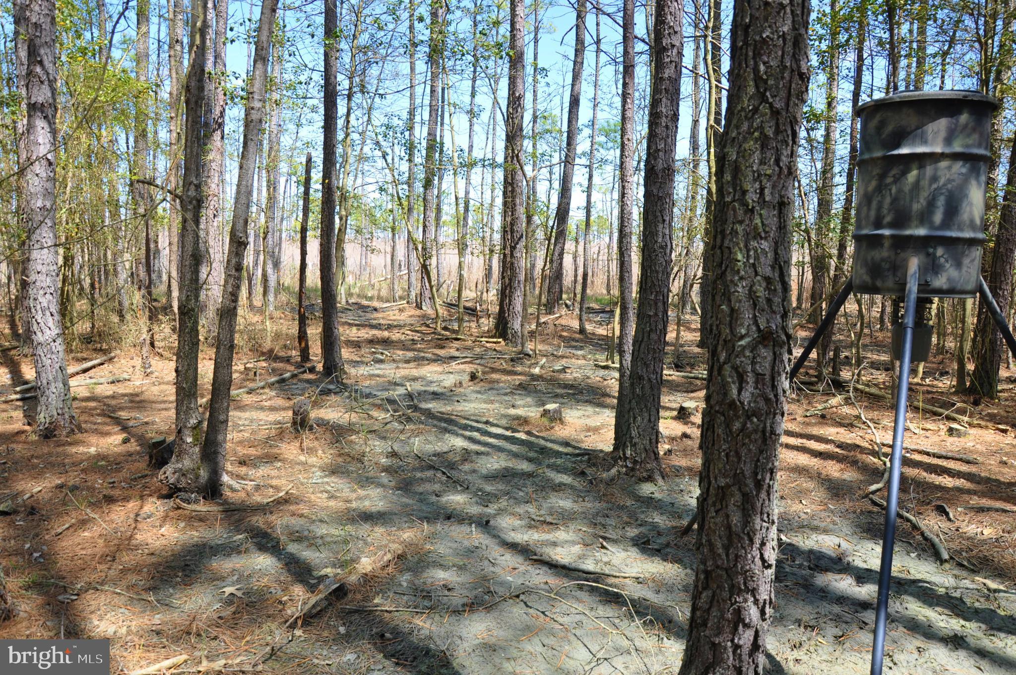 2432 Andrews Road Crapo, MD 21626 - Photo 53 of 60 Gallery Image 53