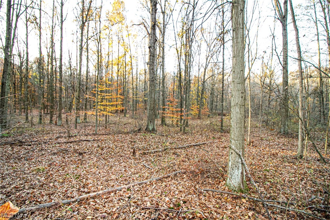 0 Lilly Road Northwest Minerva, OH 44657 - Photo 18 of 24 View of nature