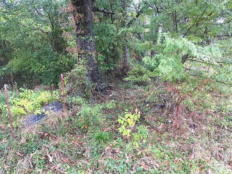 Rains County Rd County Road 3150 Emory, TX 75440 - Photo 14 of 20 Gallery Image 14