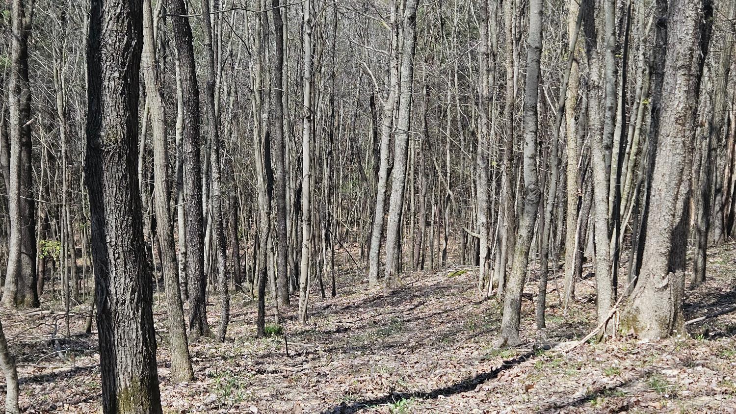 0 Spruce Hollow Road South Webster, OH 45682 - Photo 37 of 54