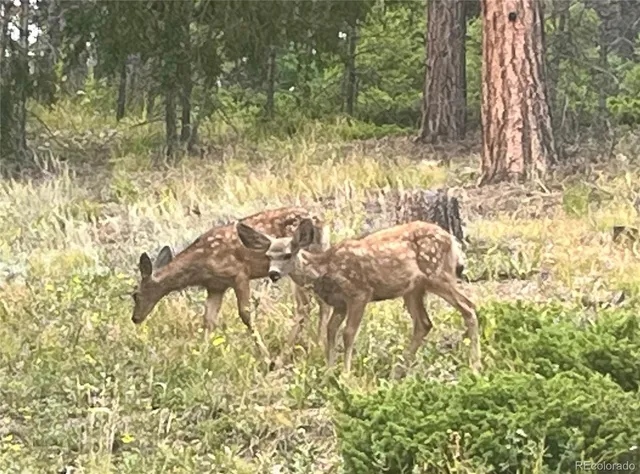 a view of a forest with a yard