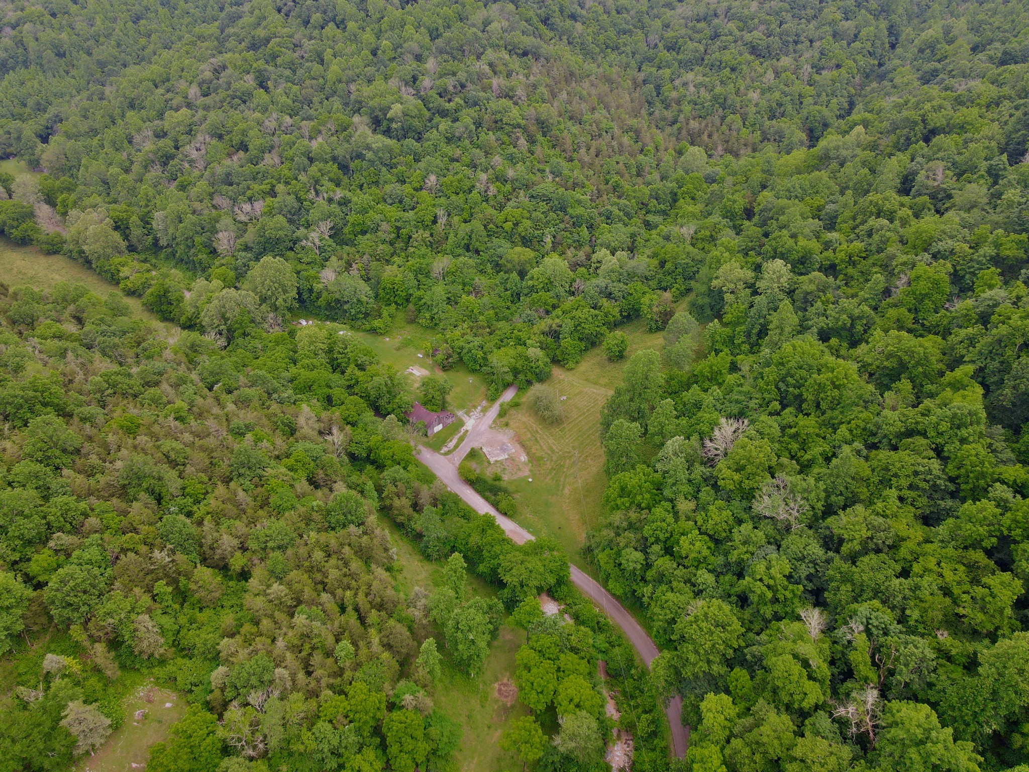 13604 Indian Creek Road Silver Point, TN 38582 - Photo 22 of 41 a view of a forest with a tree