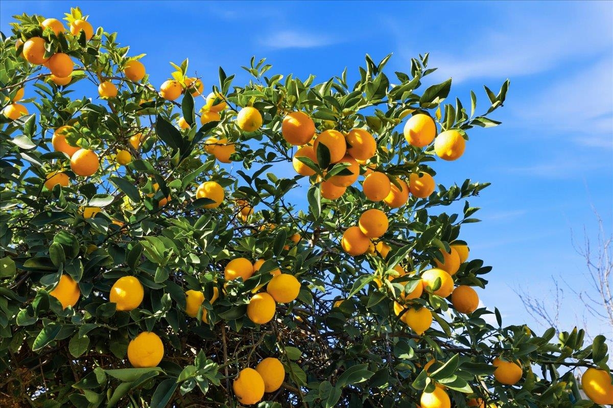 7109 Elba Way Dublin, CA 94568 - Photo 48 of 60