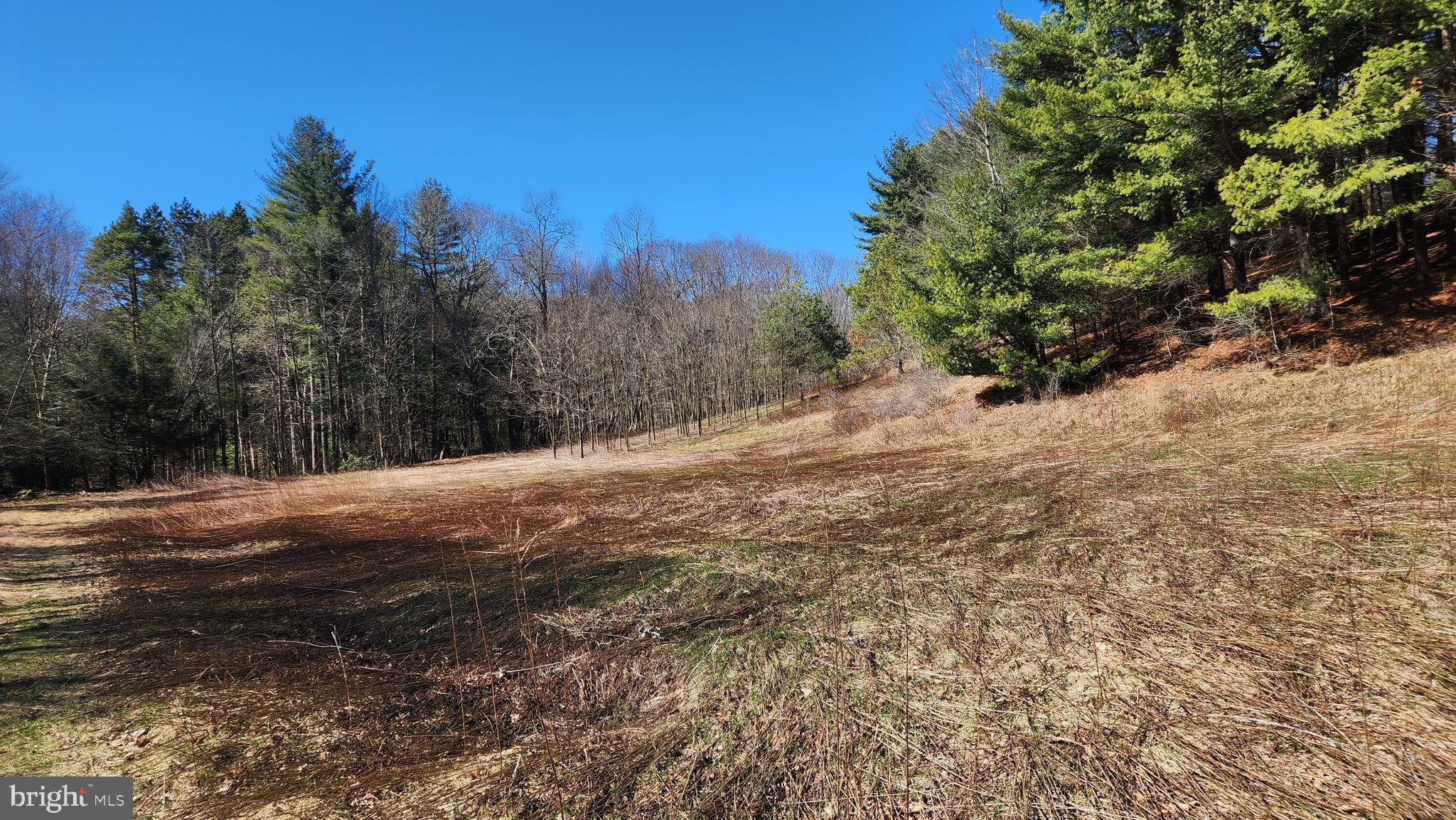 584 Old Wilson Road Swanton, MD 21561 - Photo 11 of 12 a view of a road with a trees in the background