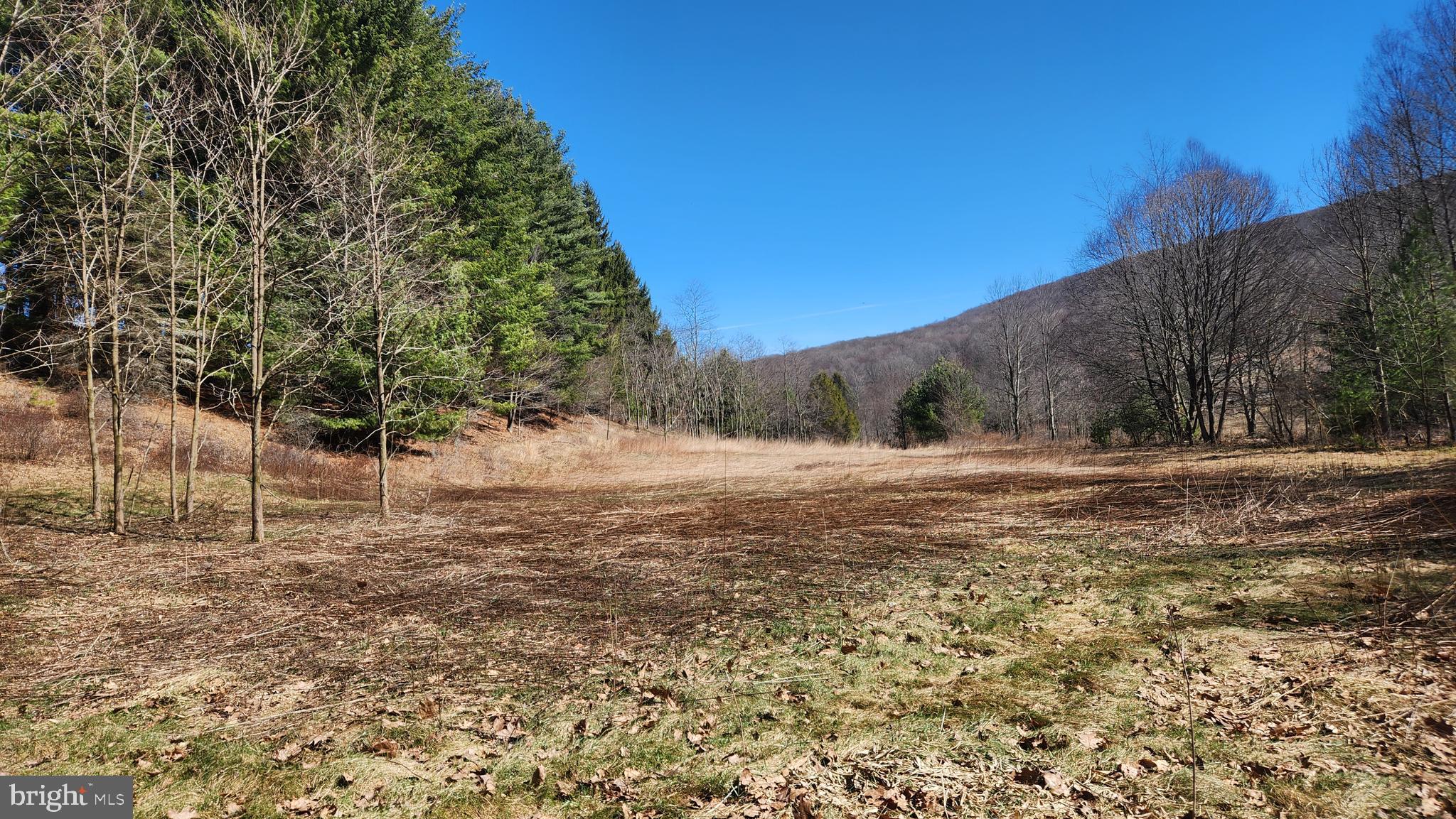584 Old Wilson Road Swanton, MD 21561 - Photo 3 of 12 a view of large yard with large trees