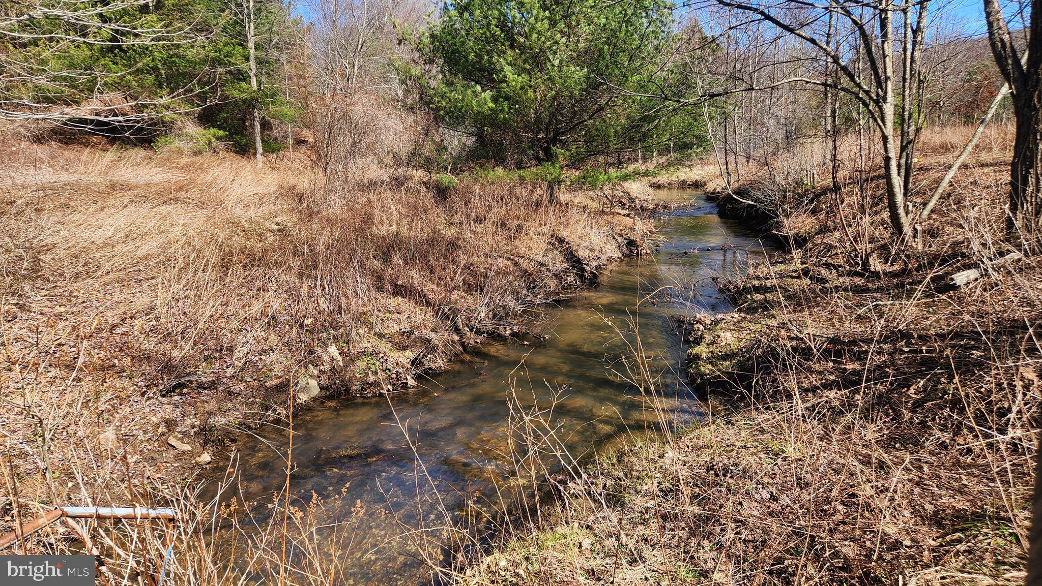 584 Old Wilson Road Swanton, MD 21561 - Photo 4 of 12 a view of a yard with a tree
