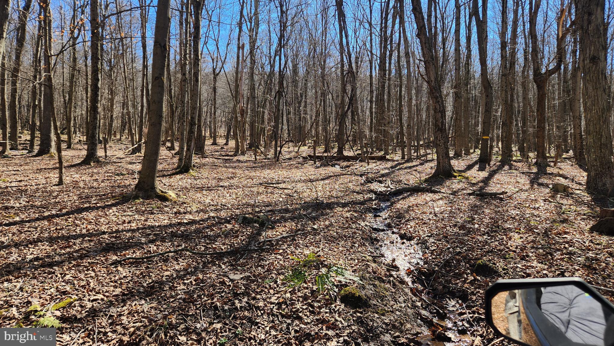 584 Old Wilson Road Swanton, MD 21561 - Photo 6 of 12 a view of a backyard with trees