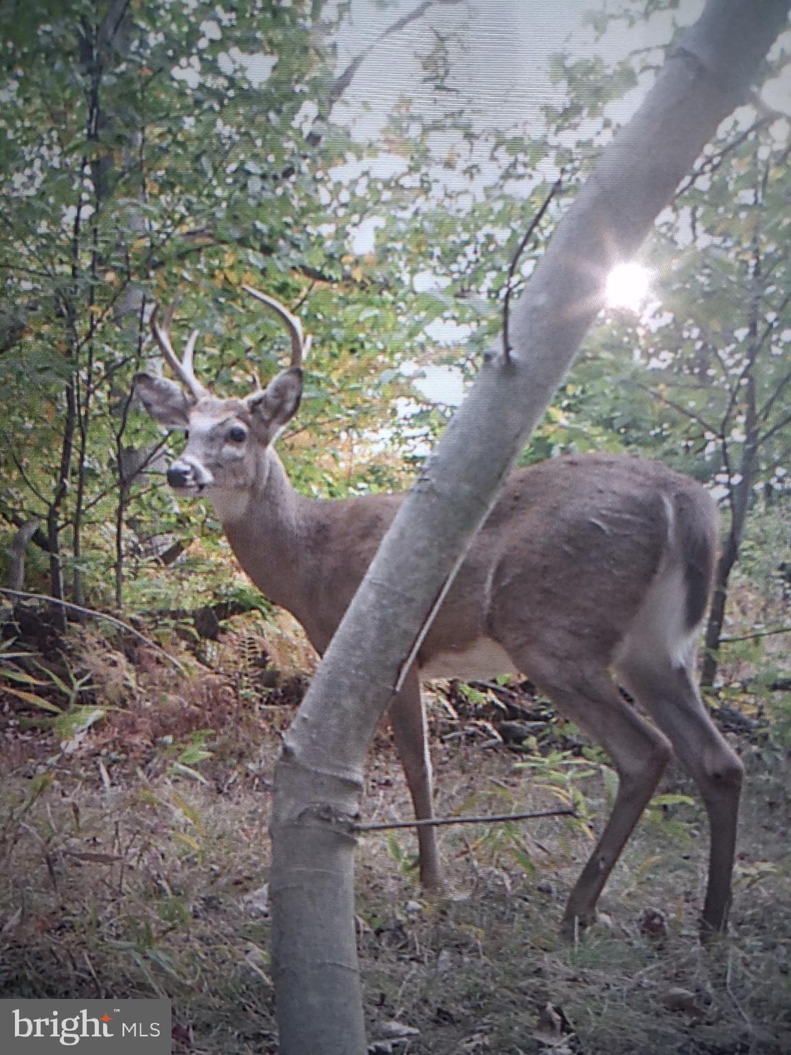 584 Old Wilson Road Swanton, MD 21561 - Photo 7 of 12 a view of a backyard