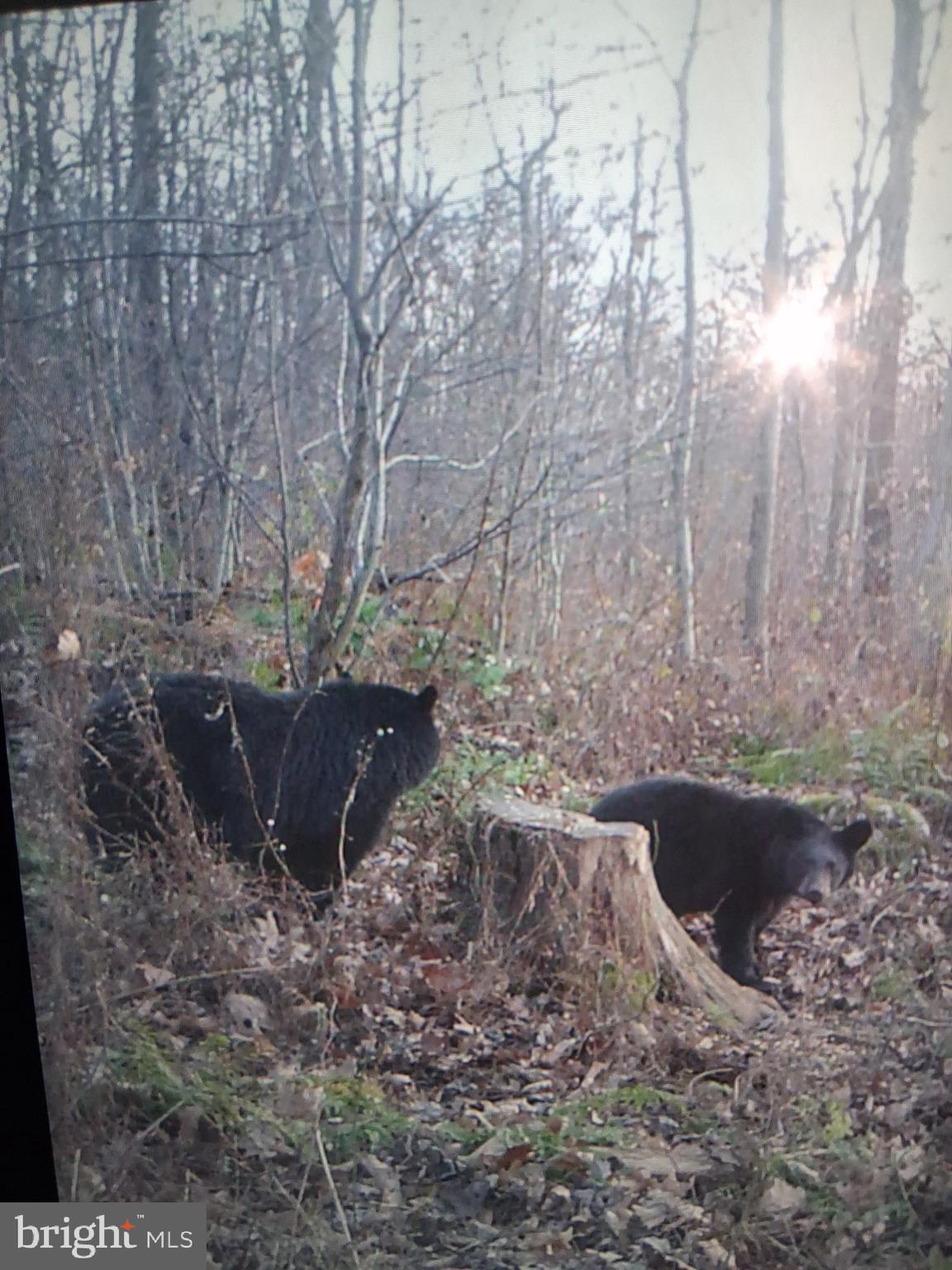 584 Old Wilson Road Swanton, MD 21561 - Photo 8 of 12 a view of a outdoor space