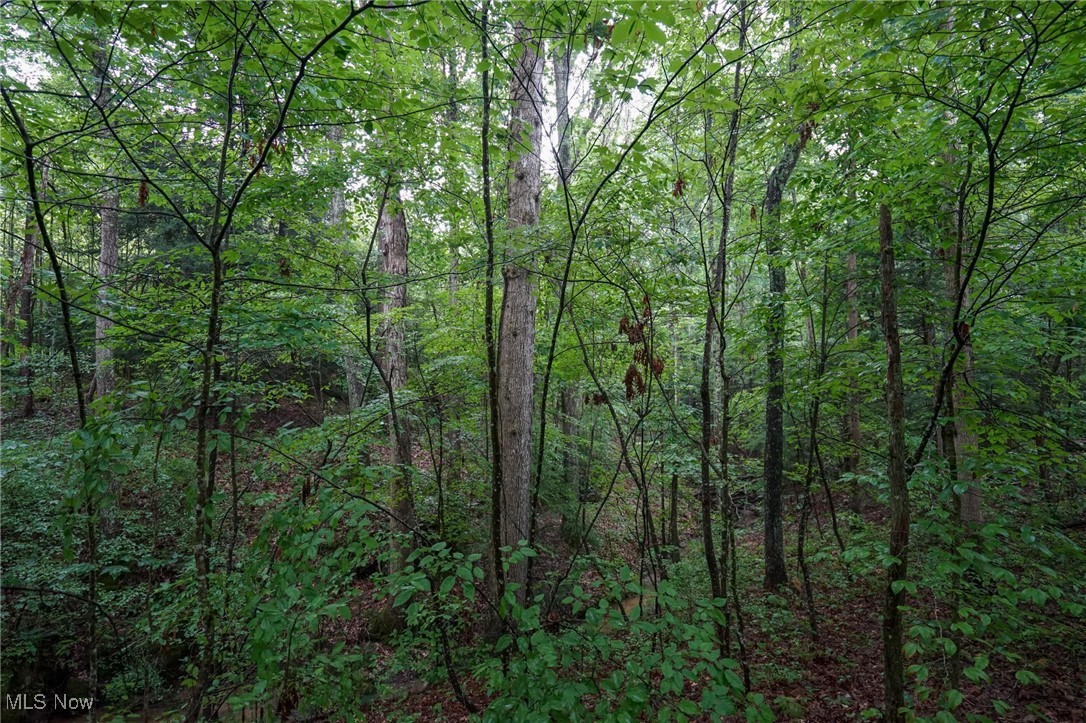 View of woods